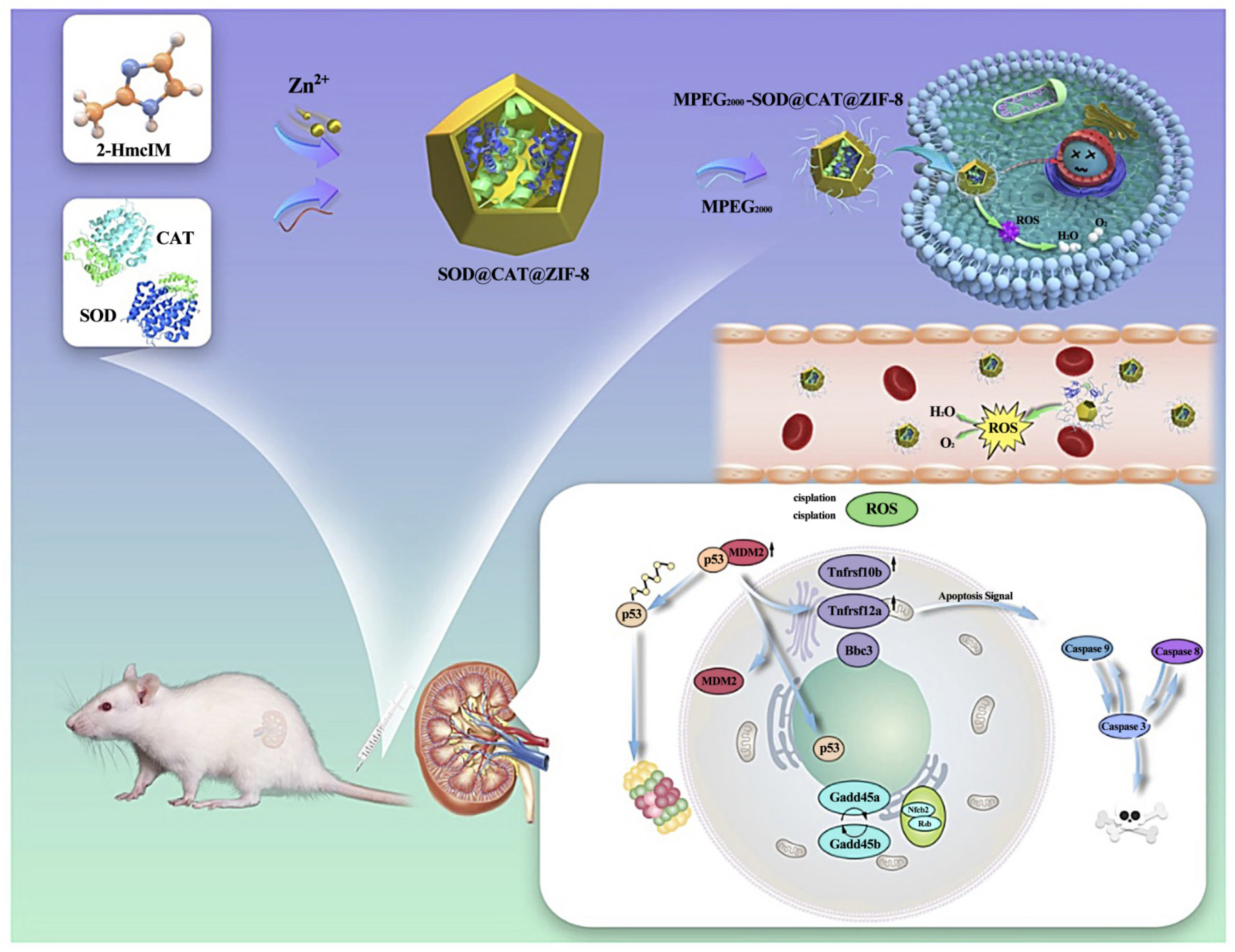 Pharmaceutics 16 00793 g014