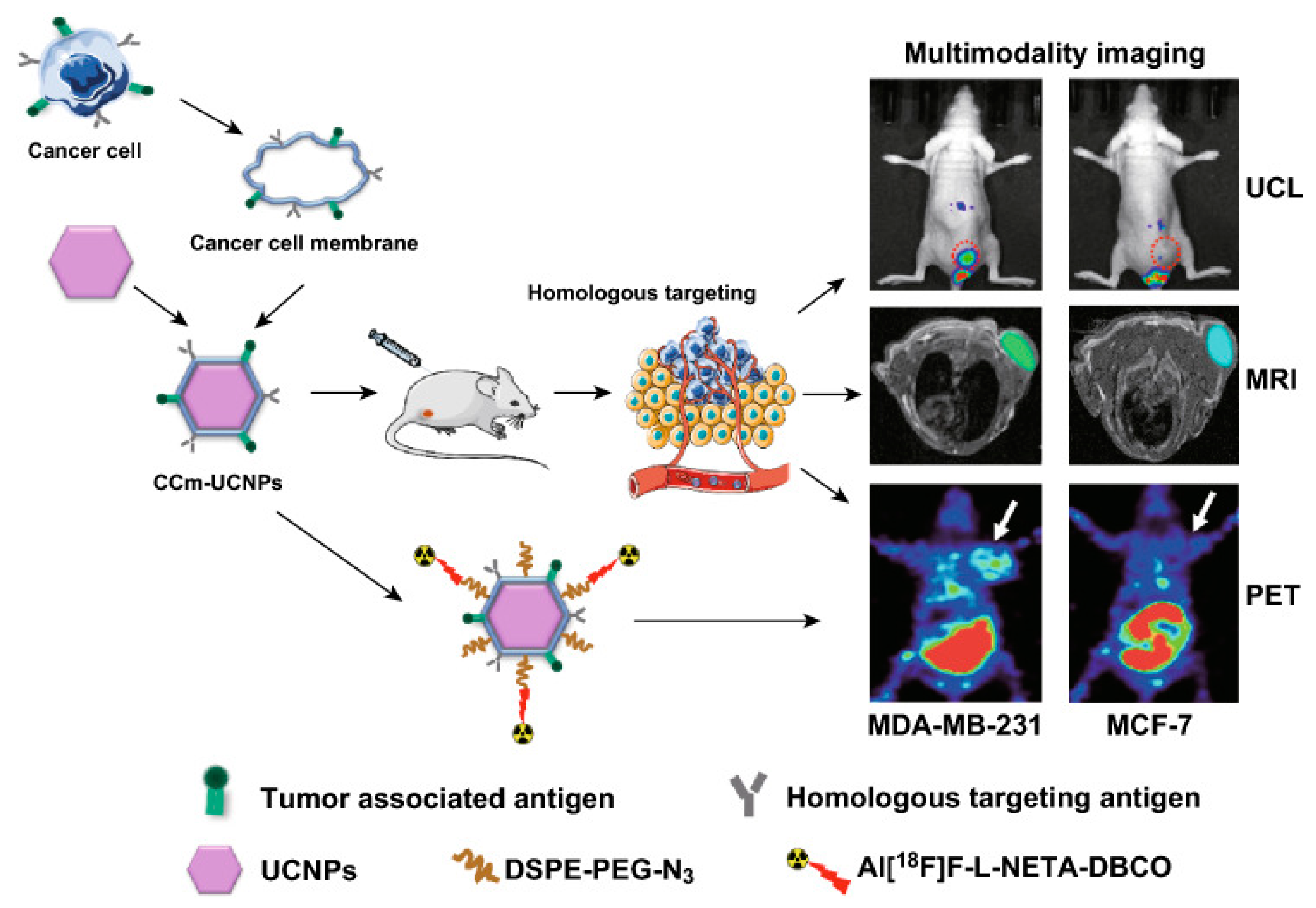 Pharmaceutics 16 00803 g003