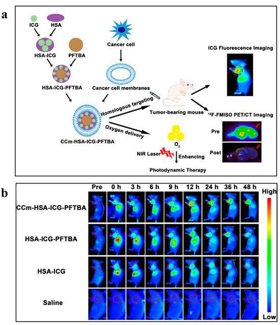 Recent Progress of Multifunctional Molecular Probes for