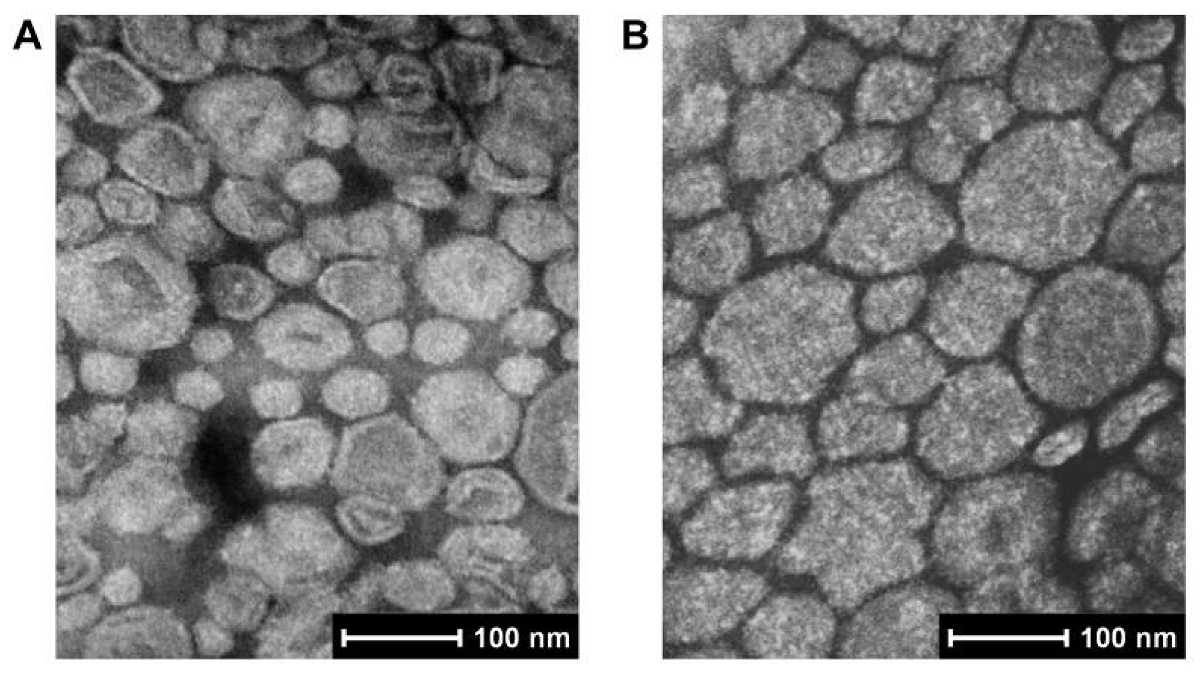 Pharmaceutics 16 00805 g002
