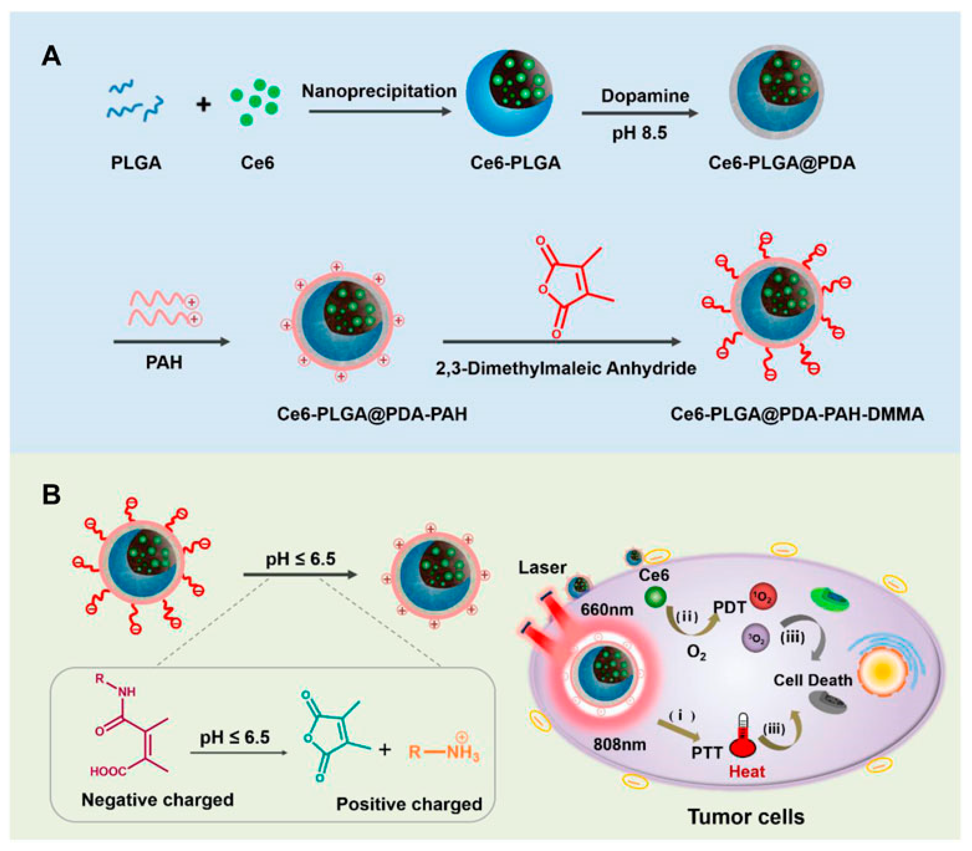 Pharmaceutics 16 00809 g004
