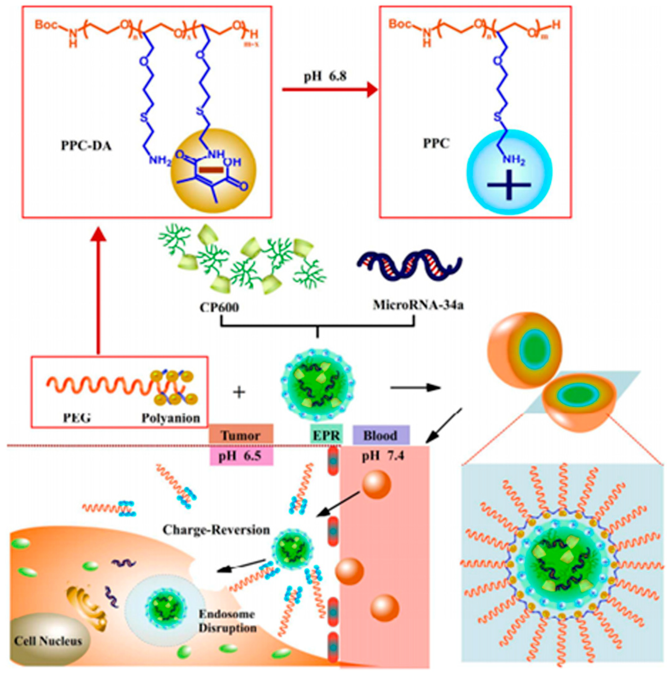 Pharmaceutics 16 00809 g009