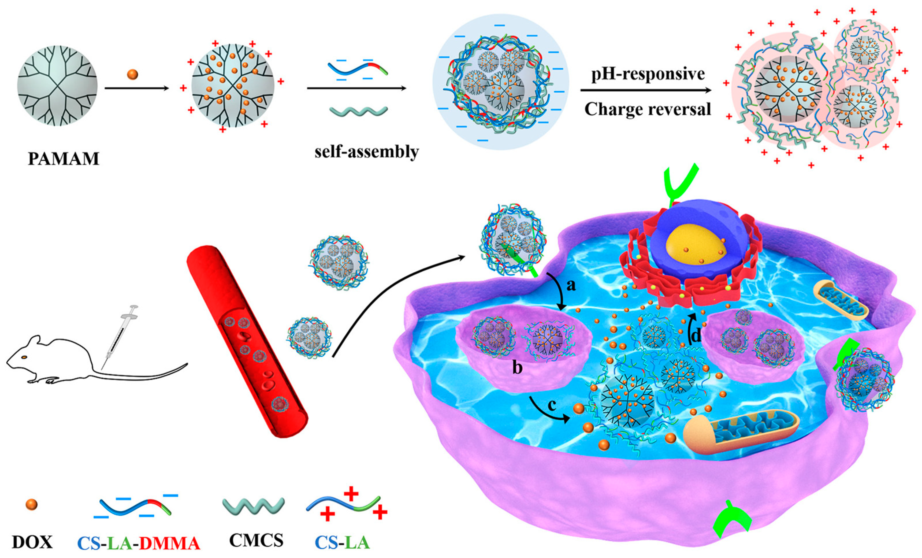 Pharmaceutics 16 00809 g011
