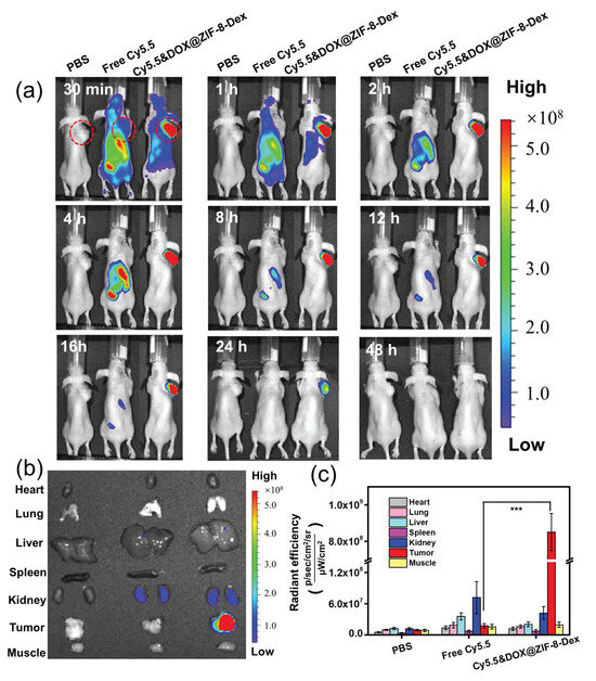 Acid-Responsive Decomposable Nanomedicine Based on Zeolitic