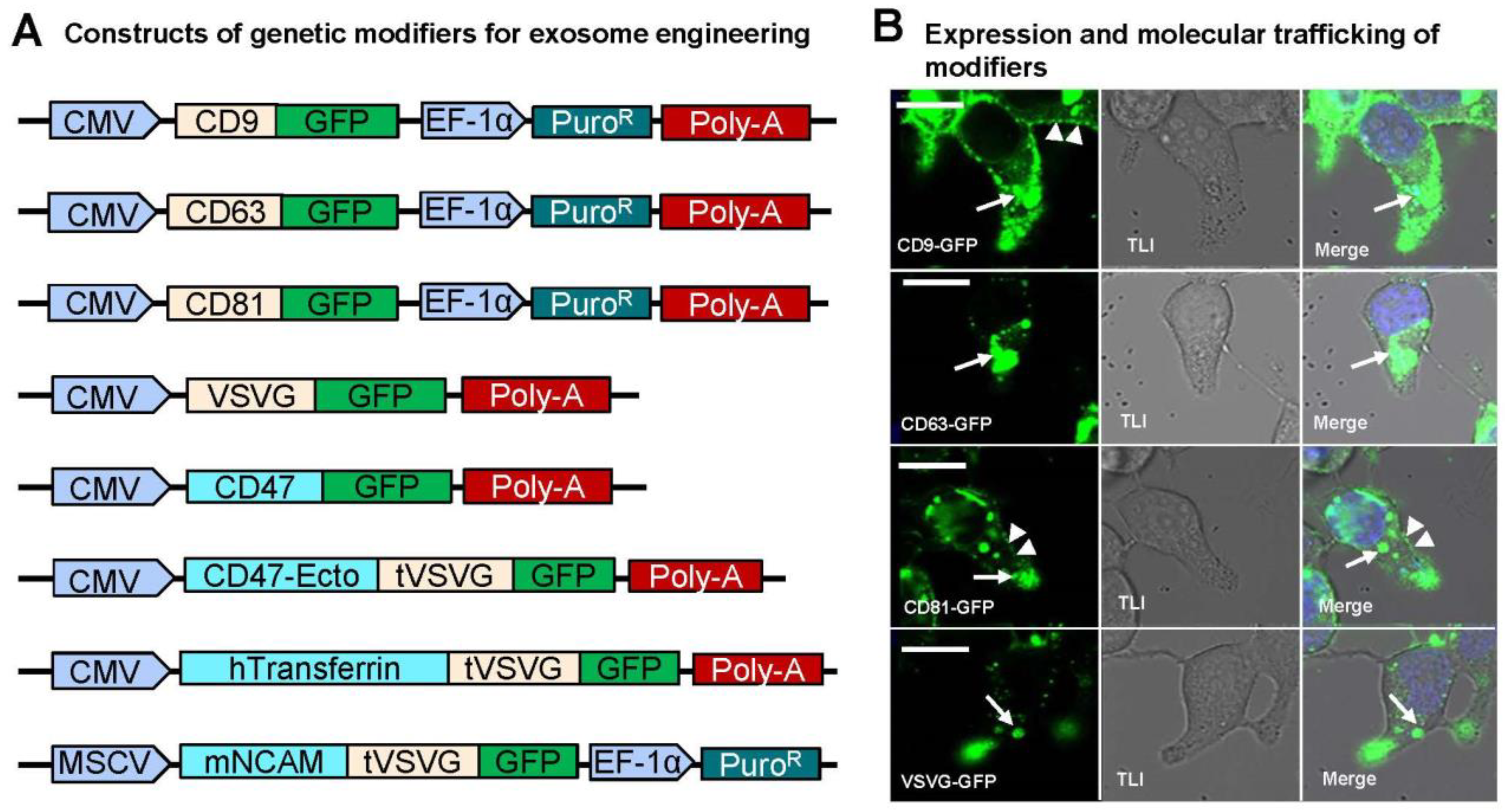 Pharmaceutics 16 00824 g002