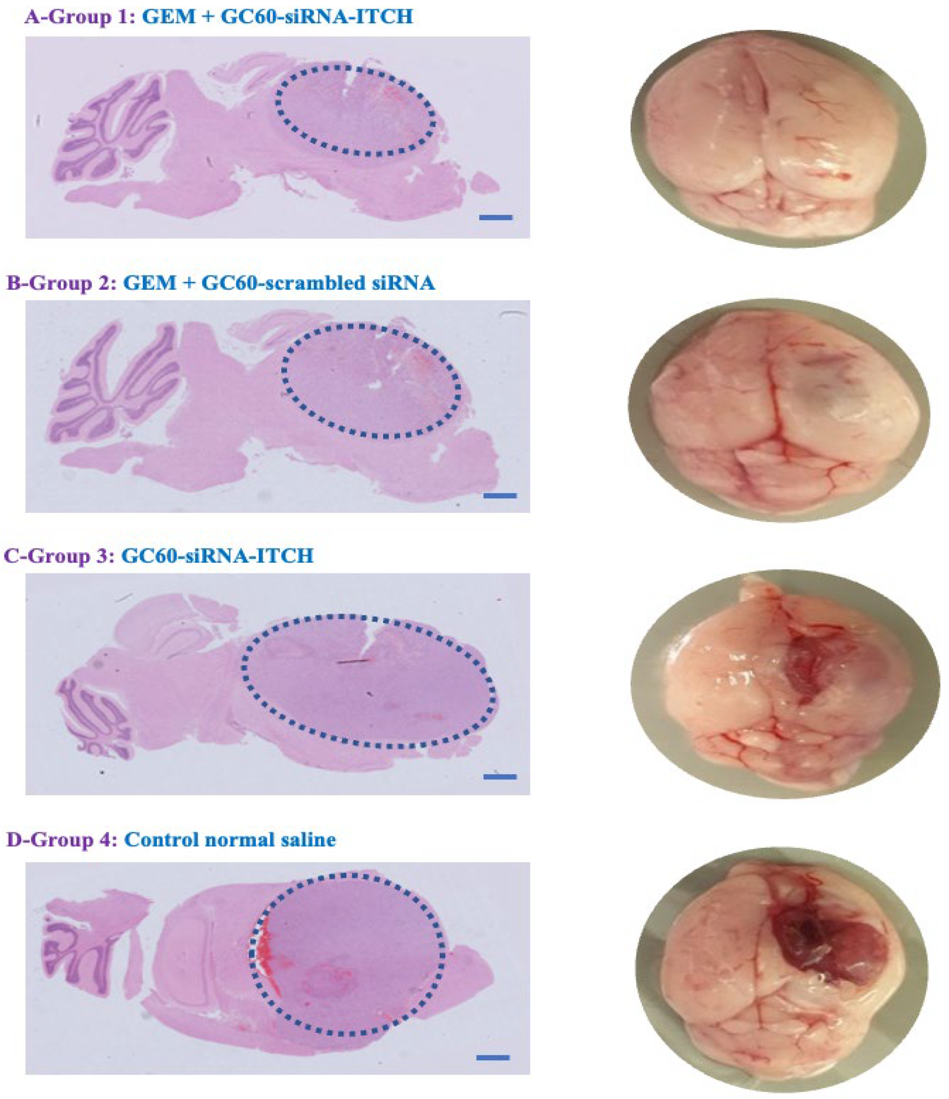 Pharmaceutics 16 00829 g005