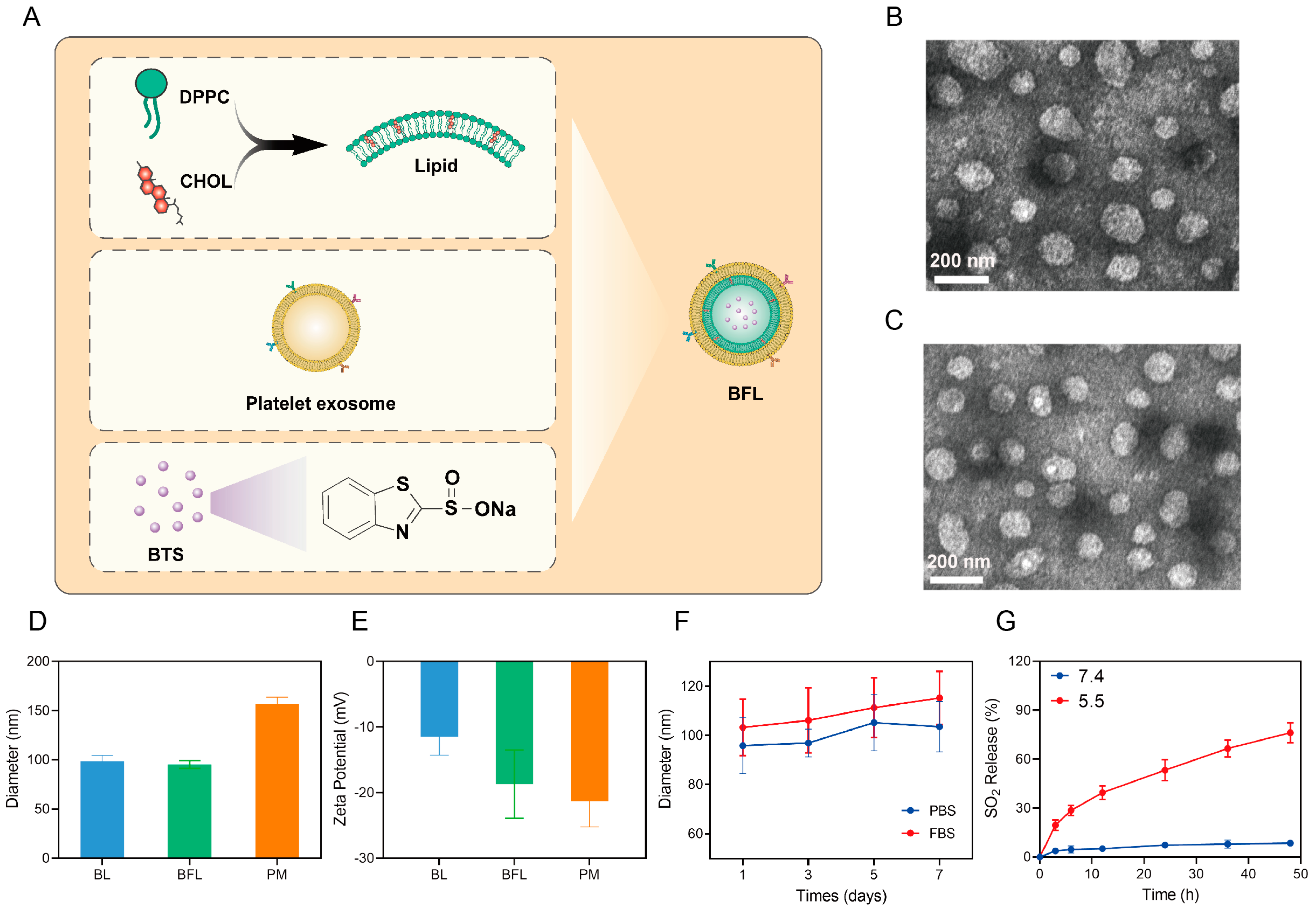 Pharmaceutics 16 00833 g001