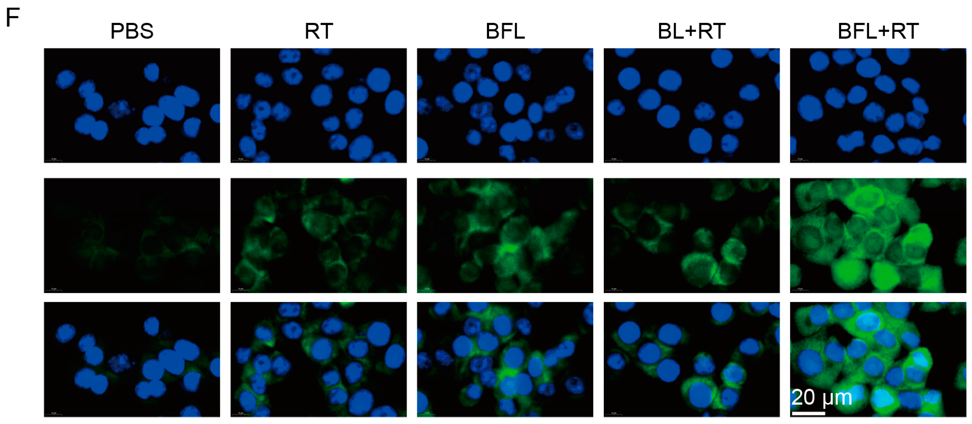 Pharmaceutics 16 00833 g002b