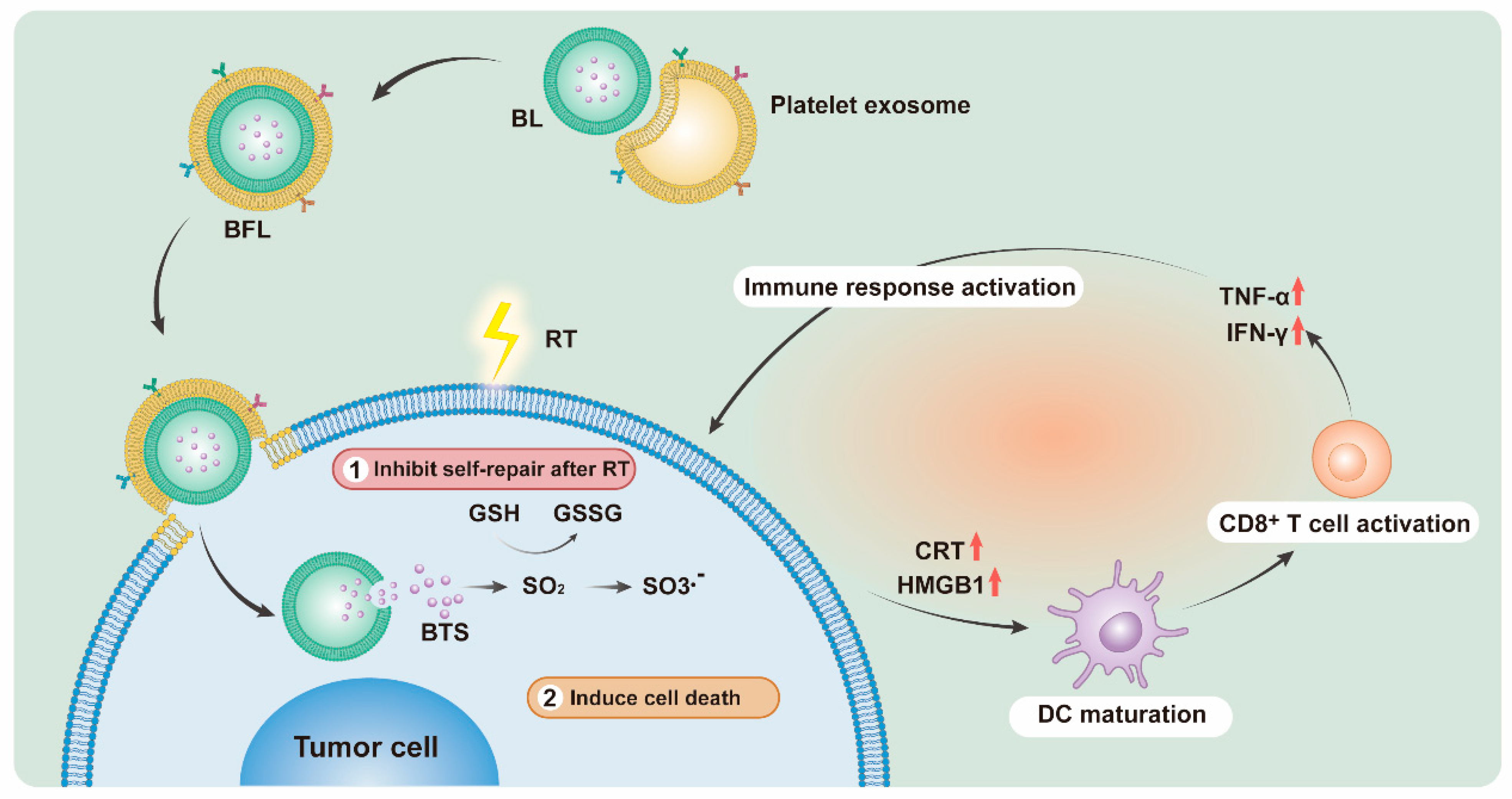 Pharmaceutics 16 00833 sch001