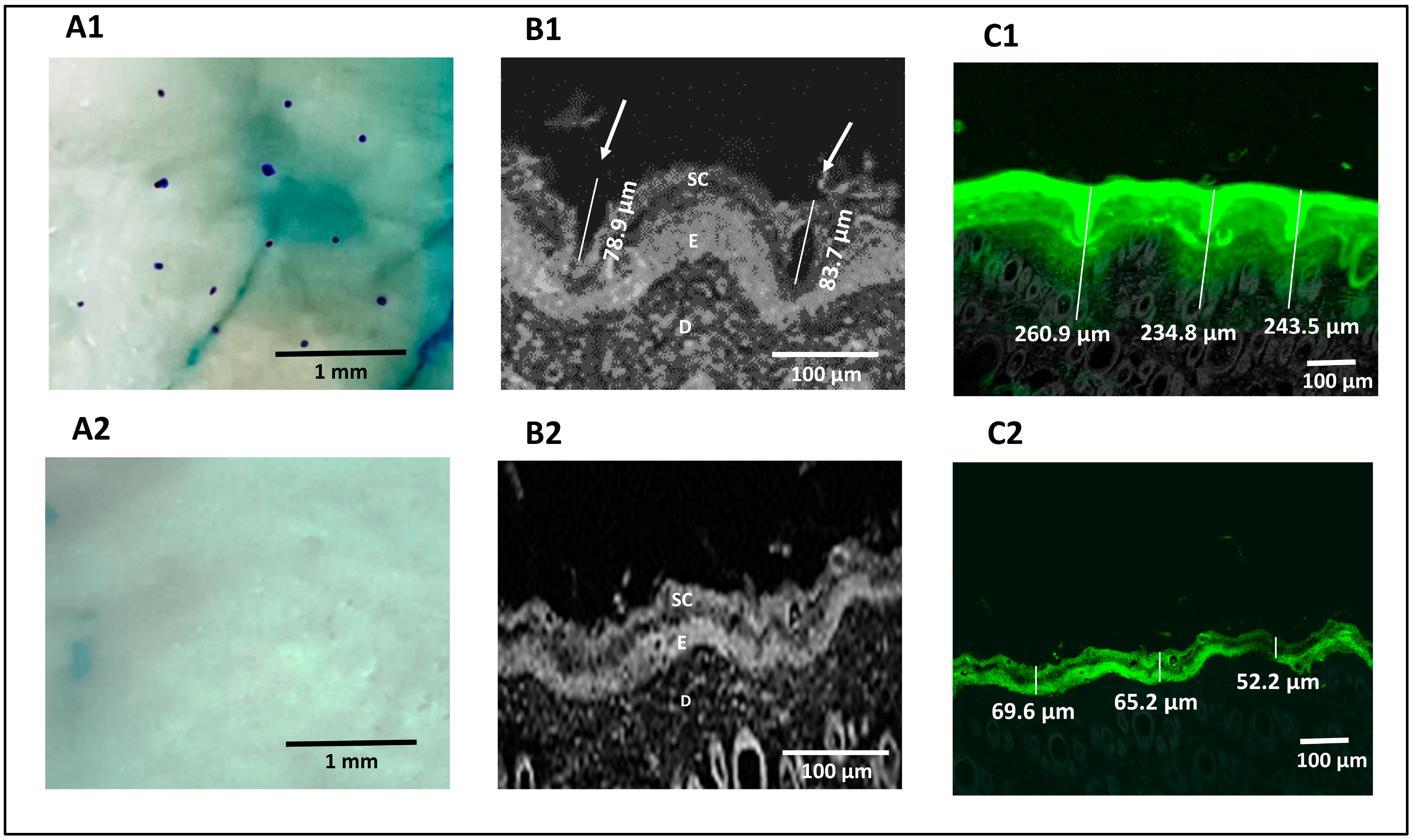 Pharmaceutics 16 00844 g004 Pharmaceutics 16 00844 g004