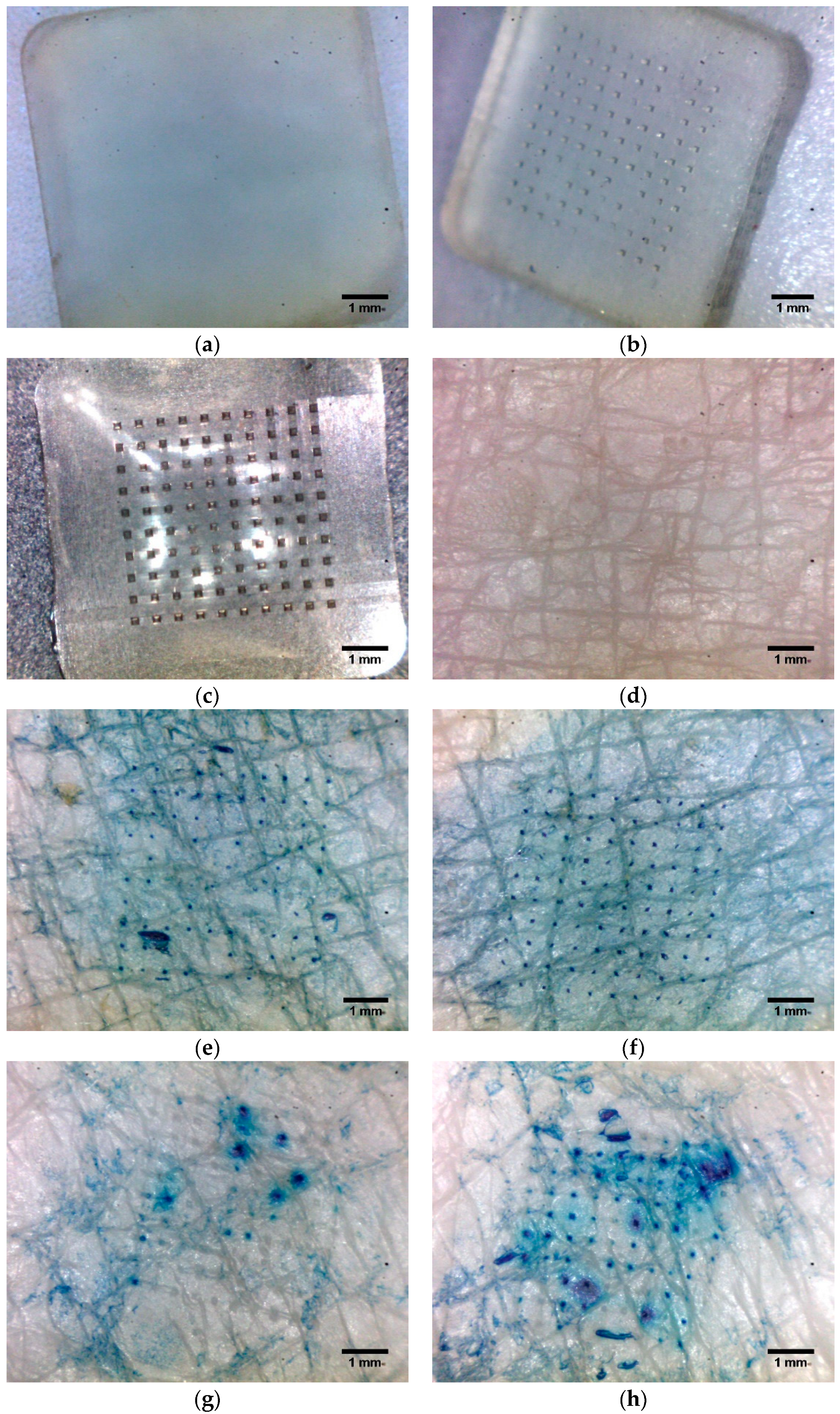 Pharmaceutics 16 00845 g006