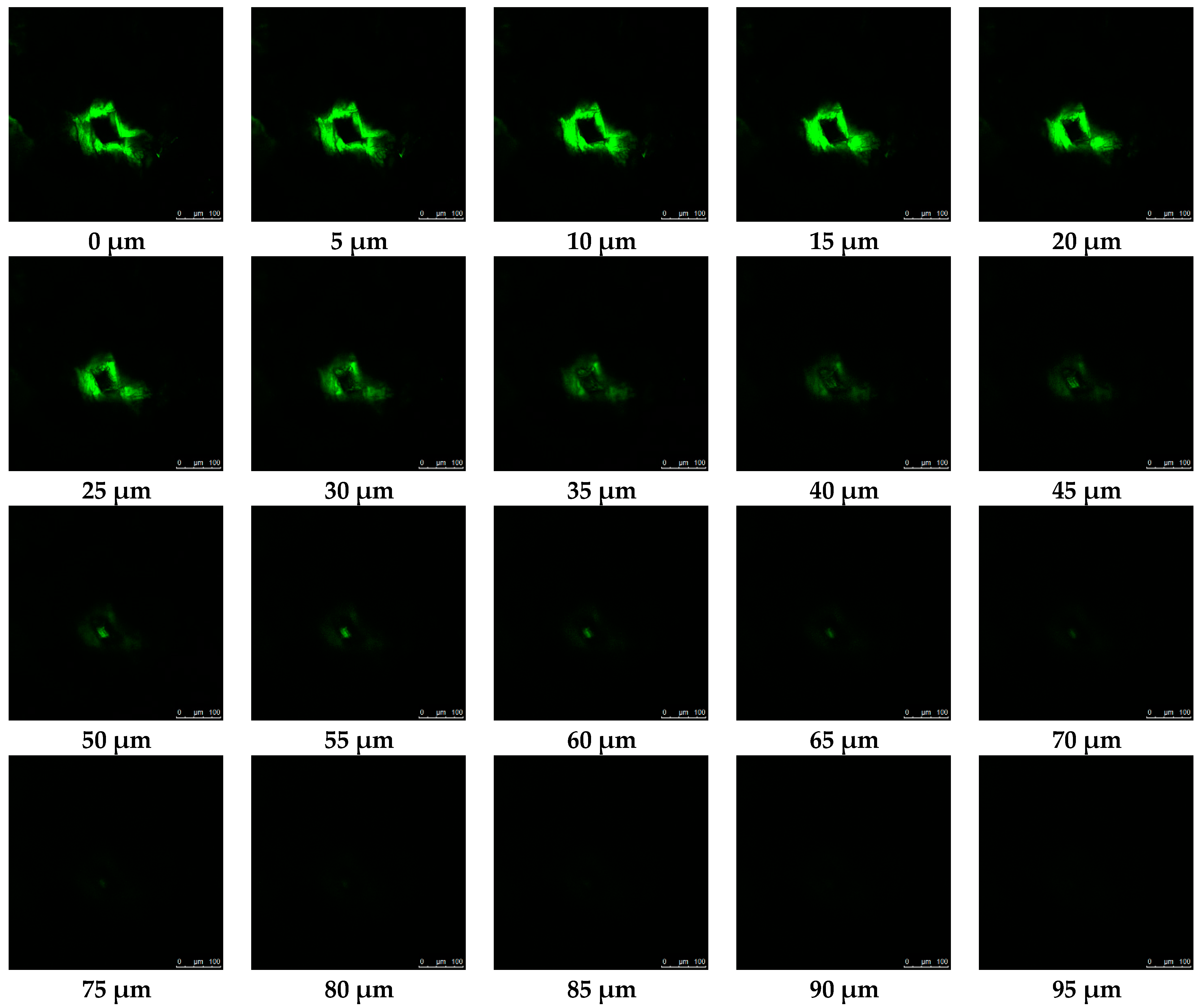 Pharmaceutics 16 00845 g010