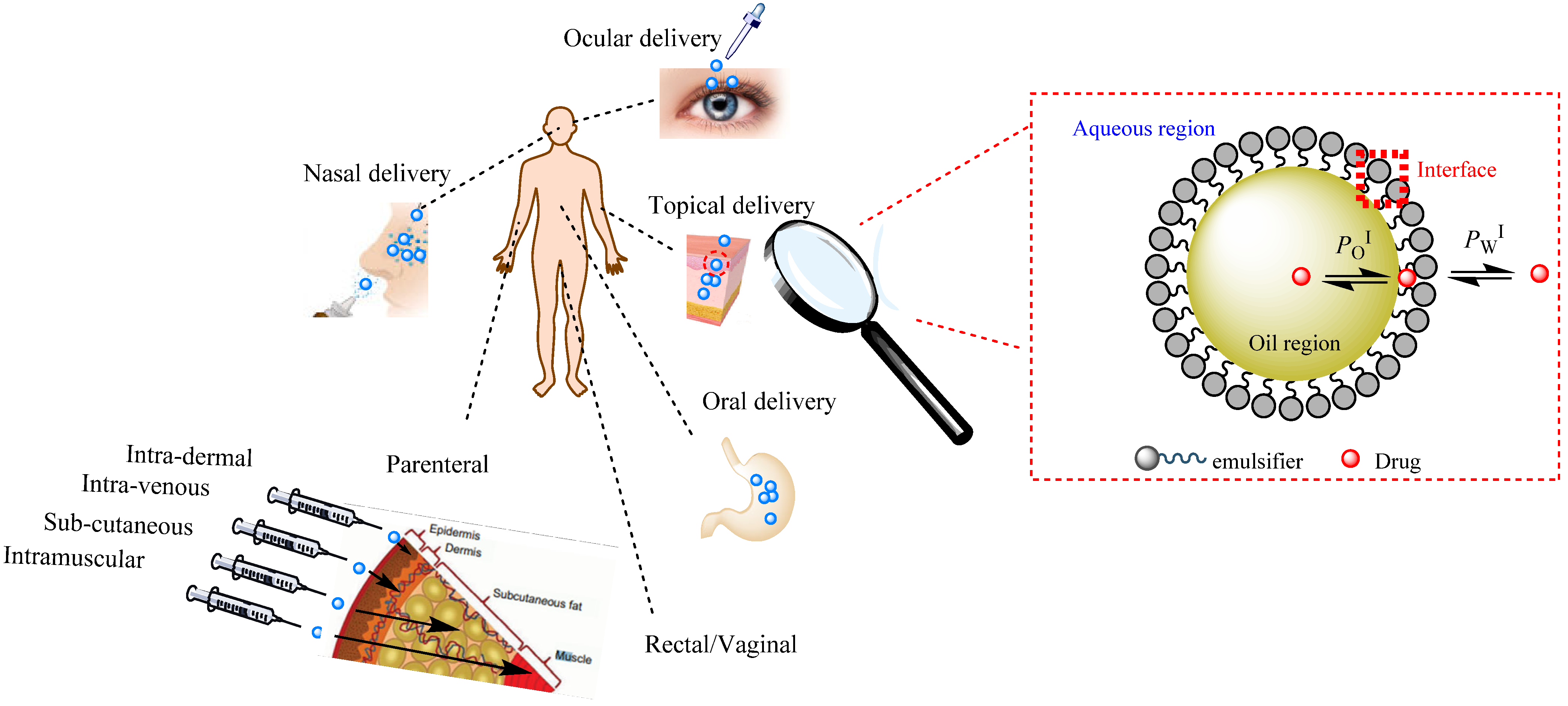 Pharmaceutics 16 00852 g006 Pharmaceutics 16 00852 g006