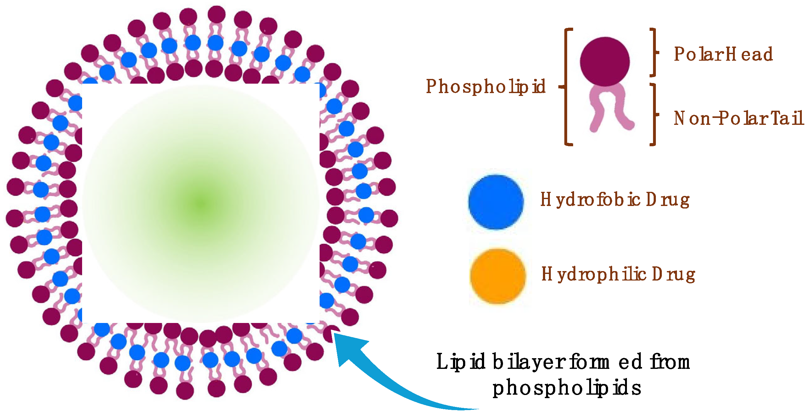 Pharmaceutics 16 00852 g007 Pharmaceutics 16 00852 g007