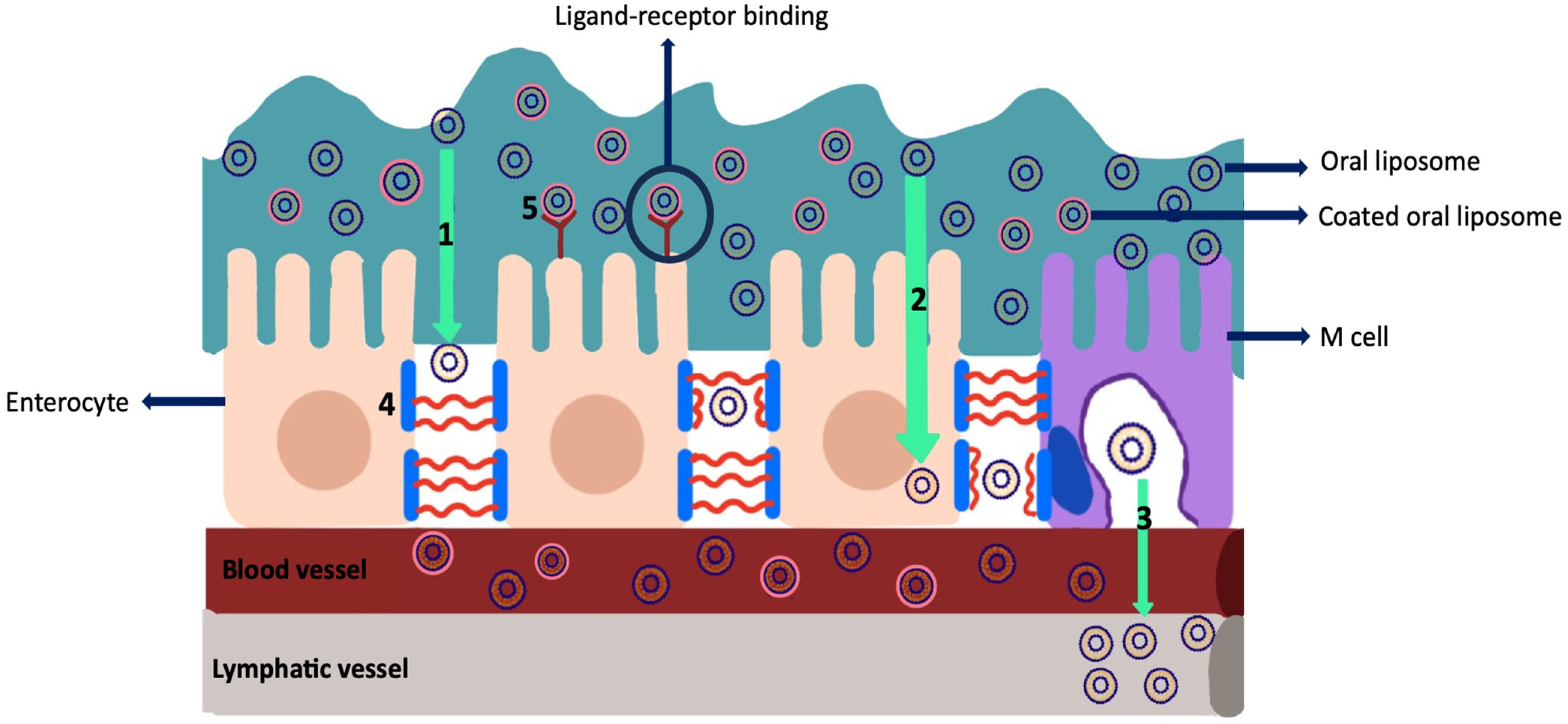 Pharmaceutics 16 00852 g008 Pharmaceutics 16 00852 g008