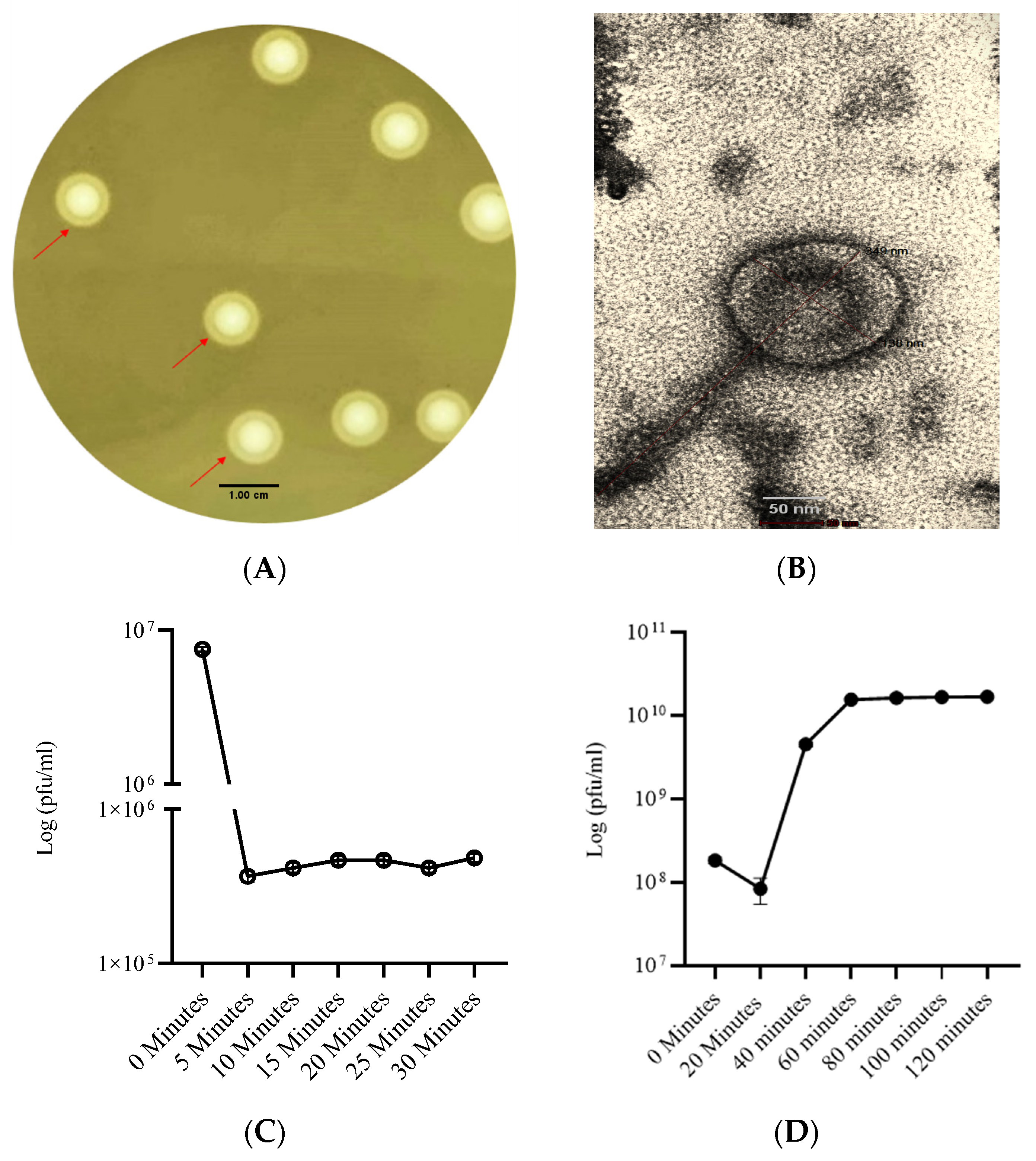 Pharmaceutics 16 00904 g001