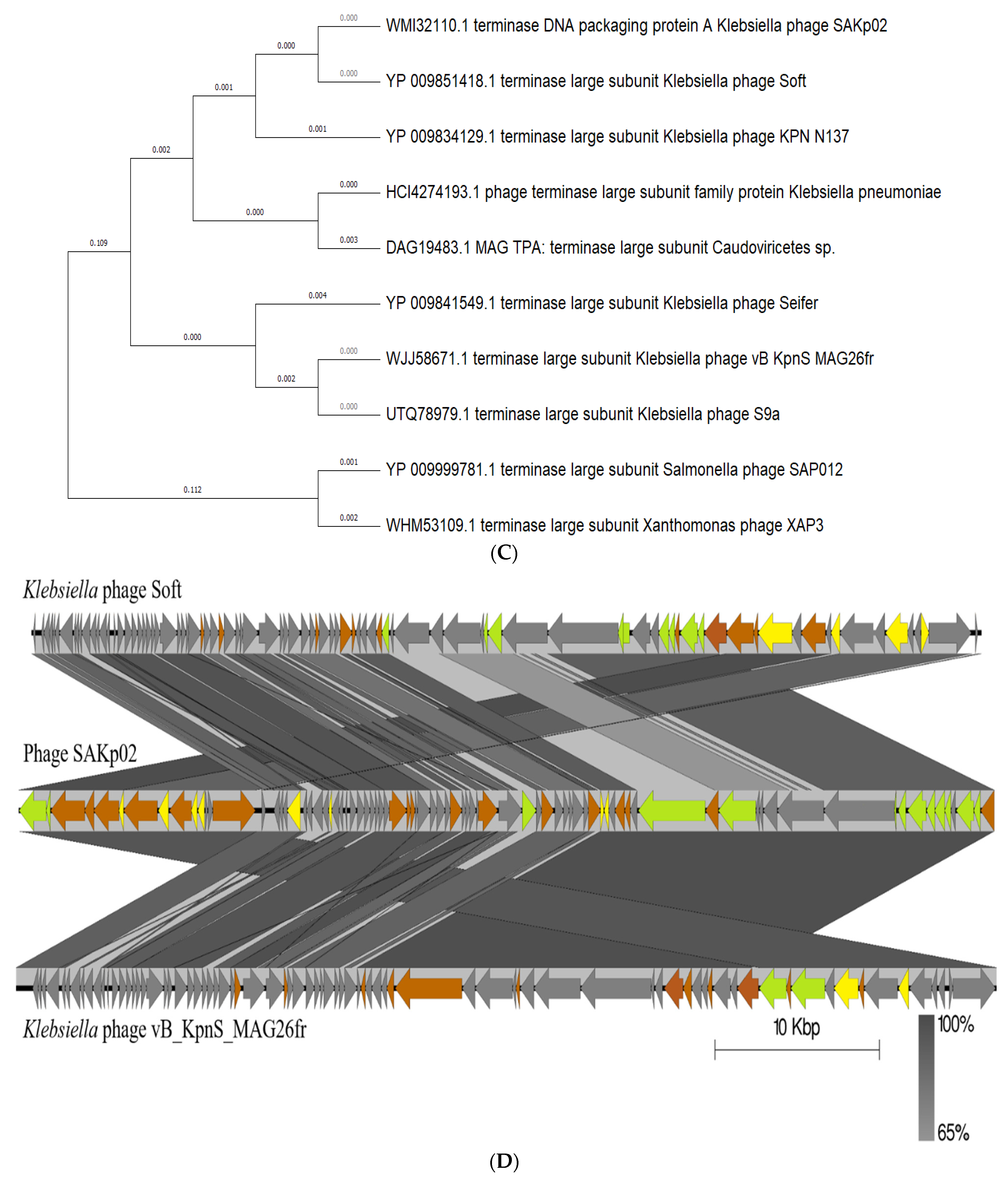 Pharmaceutics 16 00904 g004b