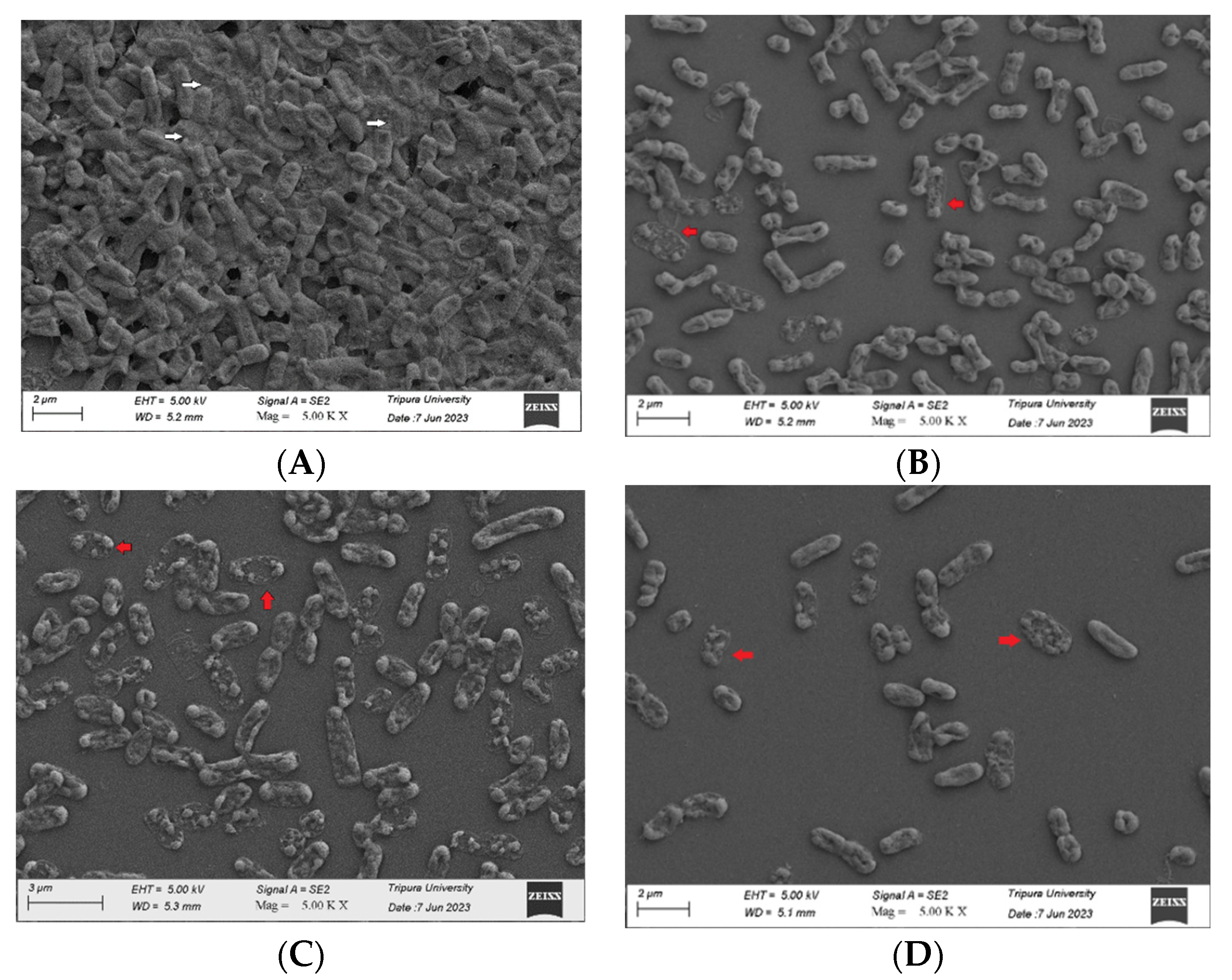 Pharmaceutics 16 00904 g005