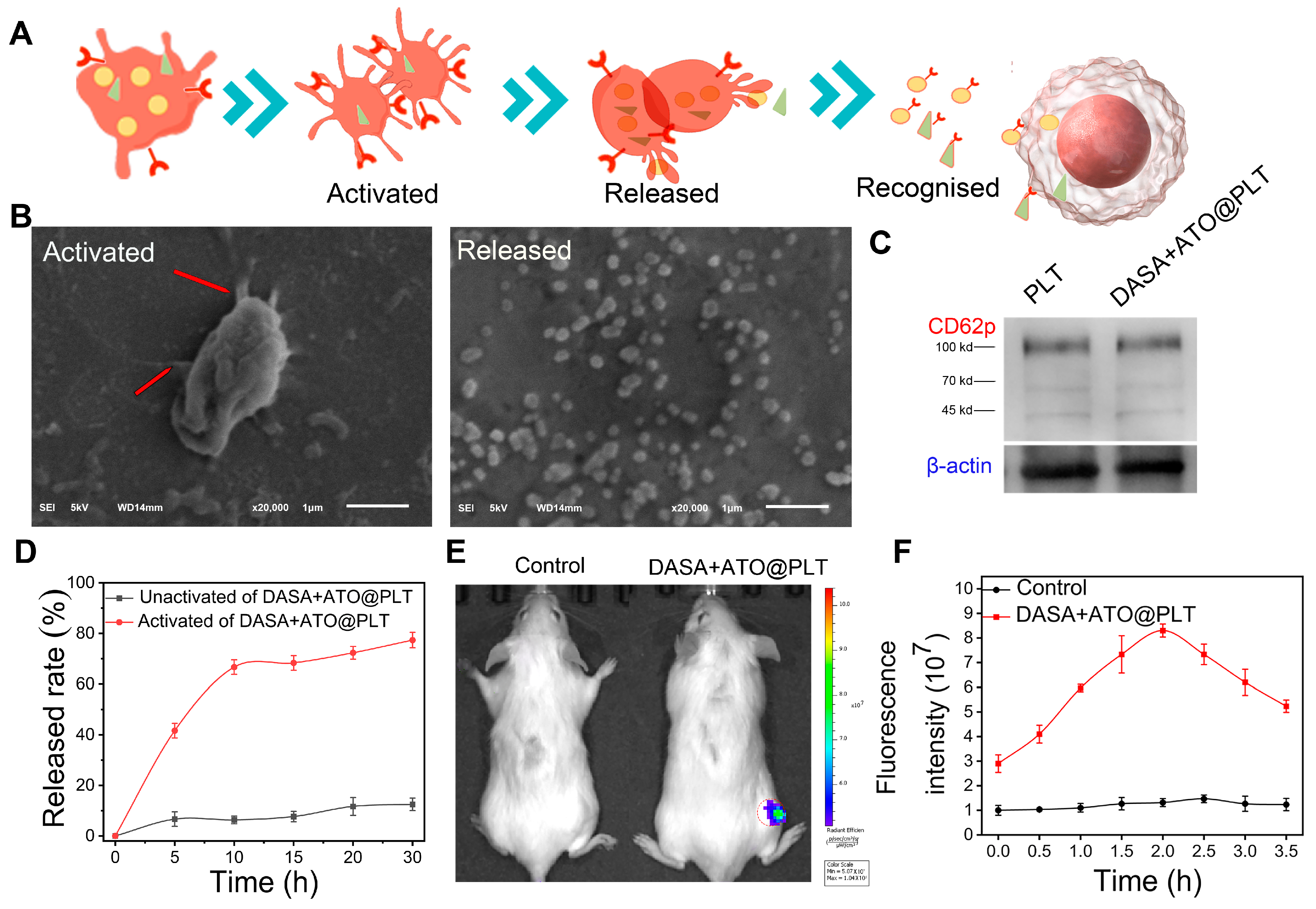 Pharmaceutics 16 00905 g002