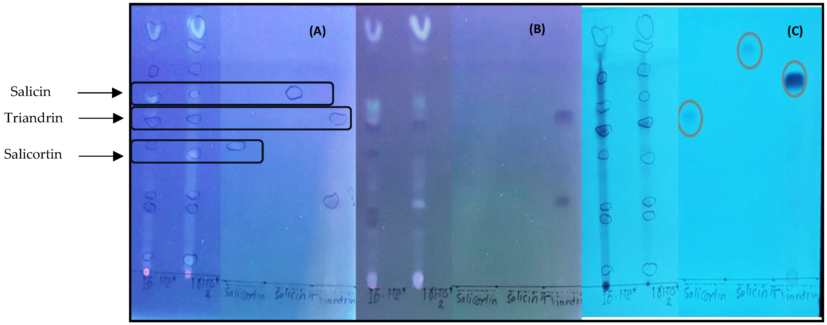 Pharmaceutics 16 00916 g006