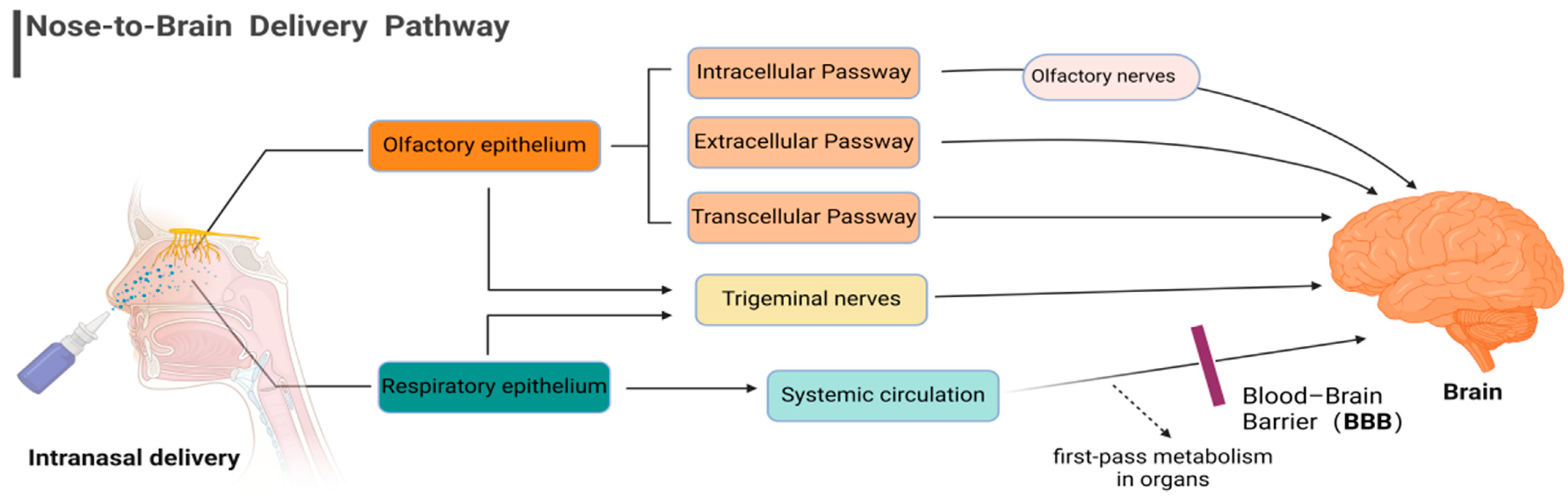Pharmaceutics 16 00929 g001 Pharmaceutics 16 00929 g001
