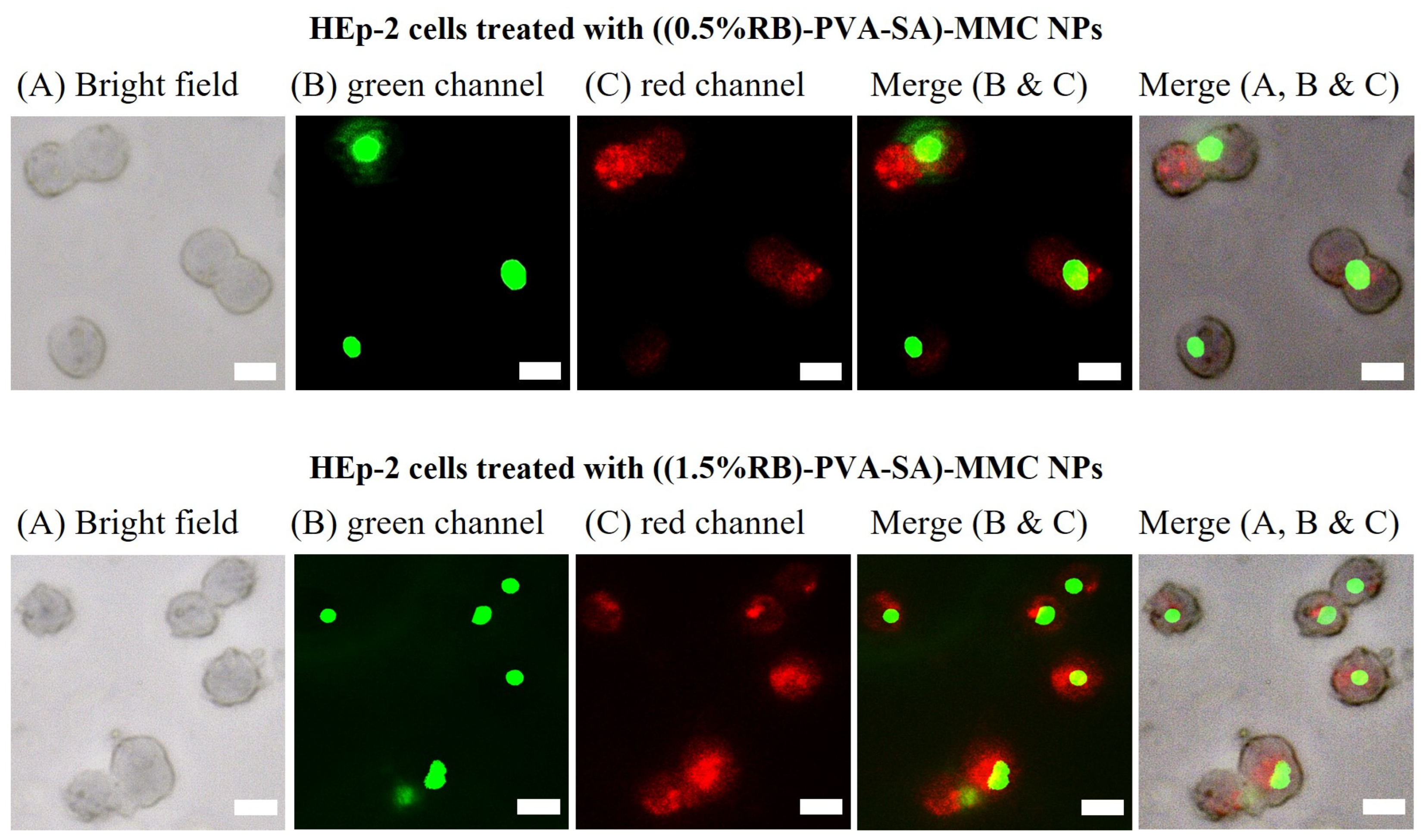 Pharmaceutics 16 00931 g011