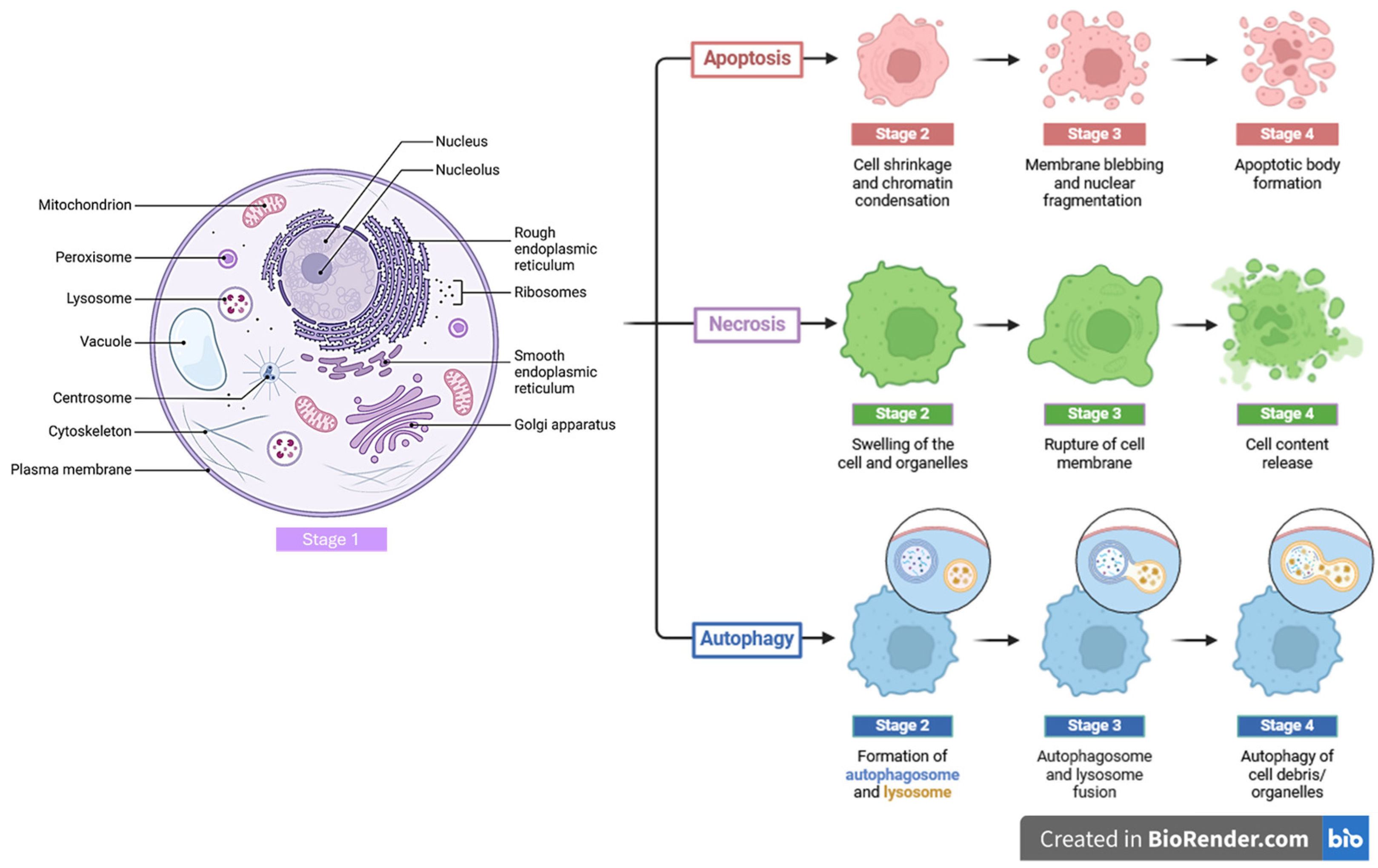 Pharmaceutics 16 00932 g002