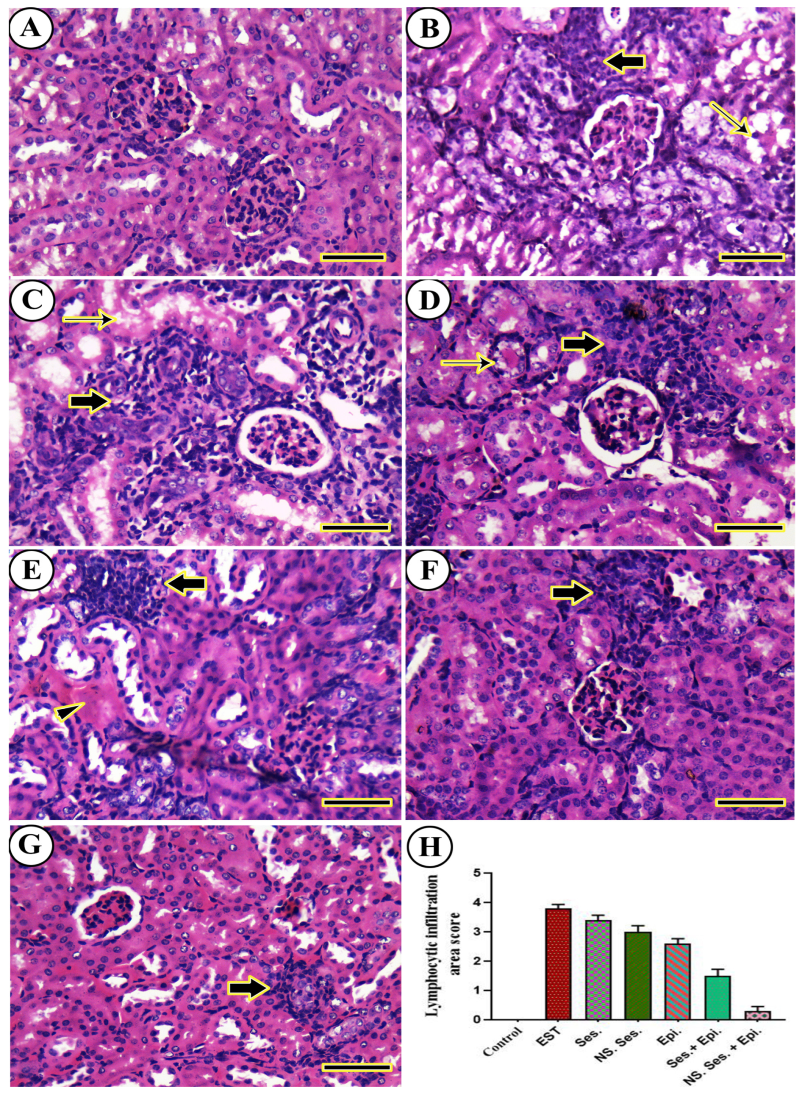 Pharmaceutics 16 00937 g011