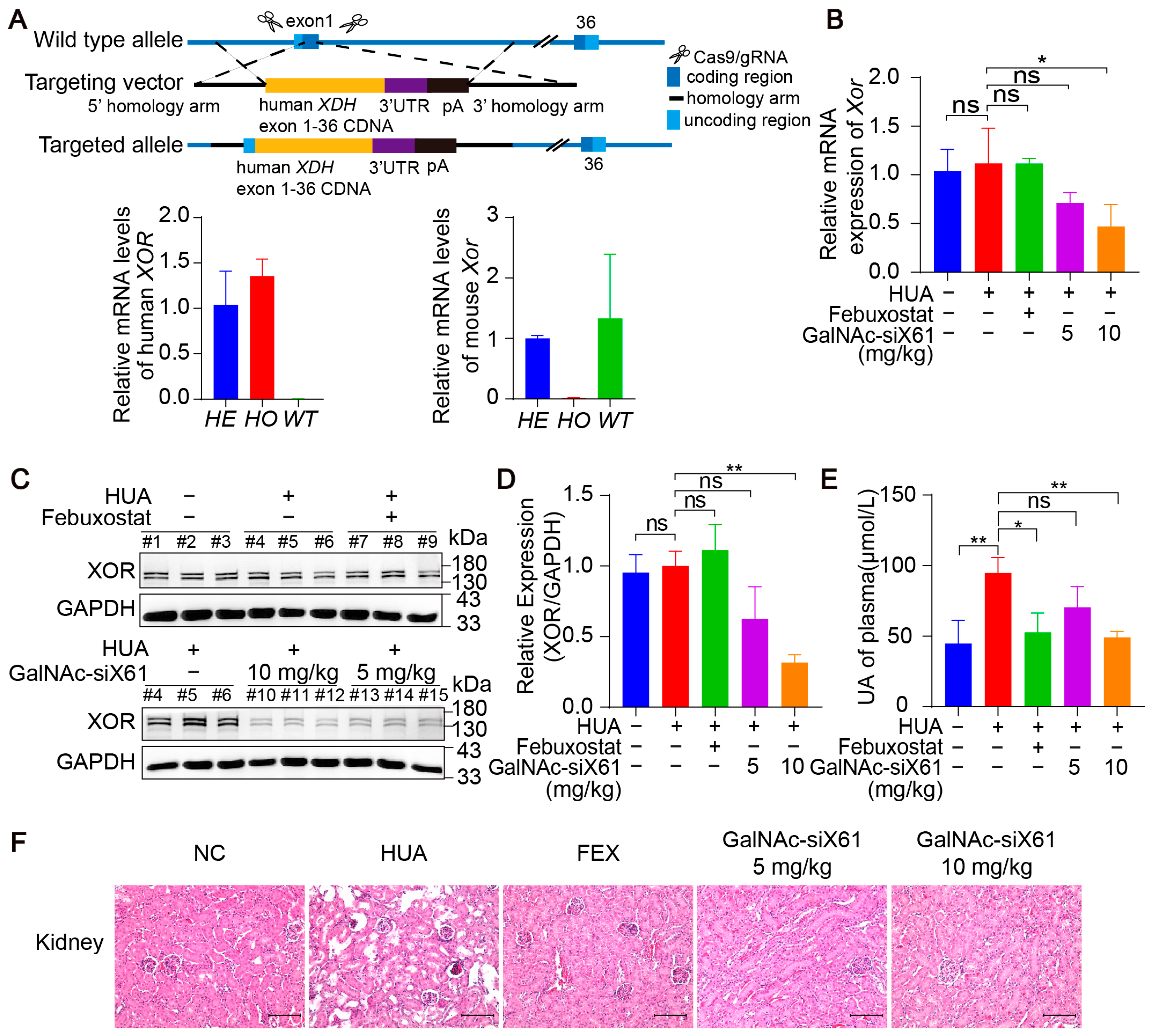 Pharmaceutics 16 00938 g007