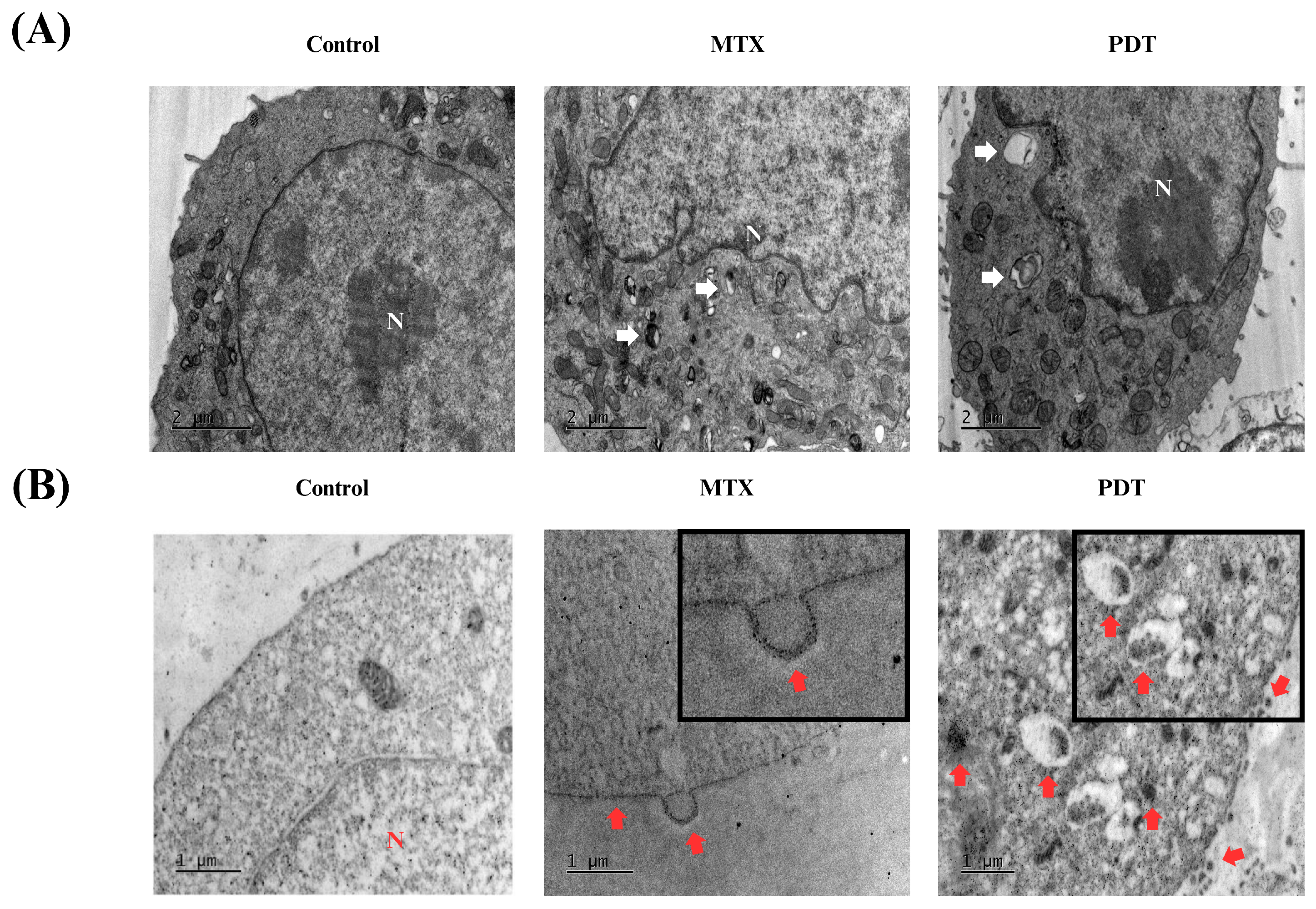 Pharmaceutics 16 00941 g006
