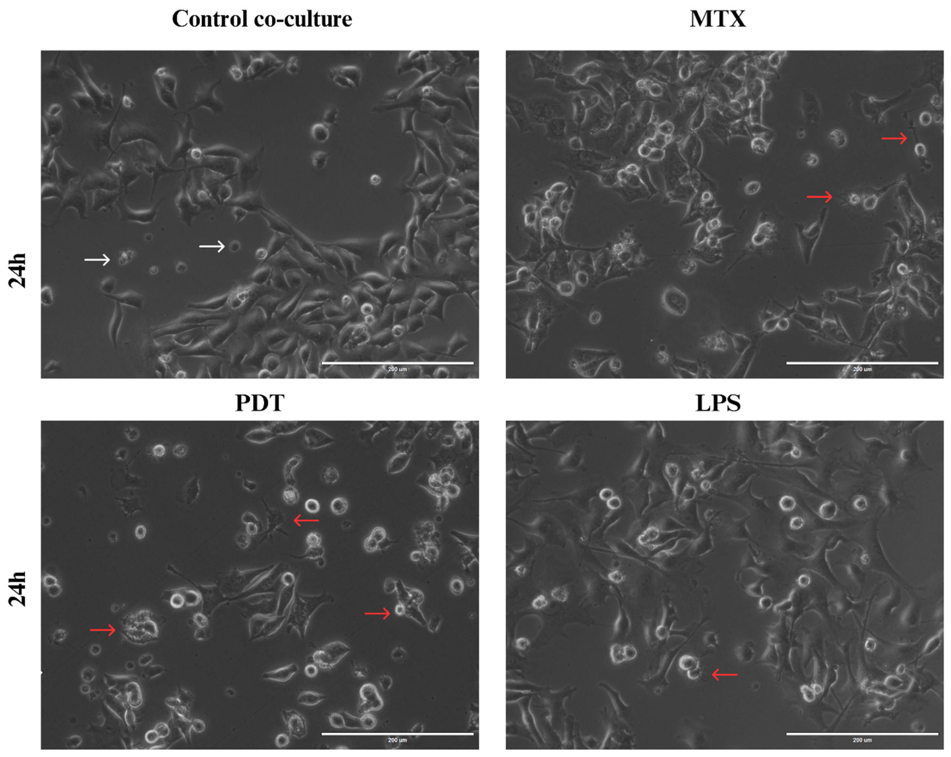 Pharmaceutics 16 00941 g008