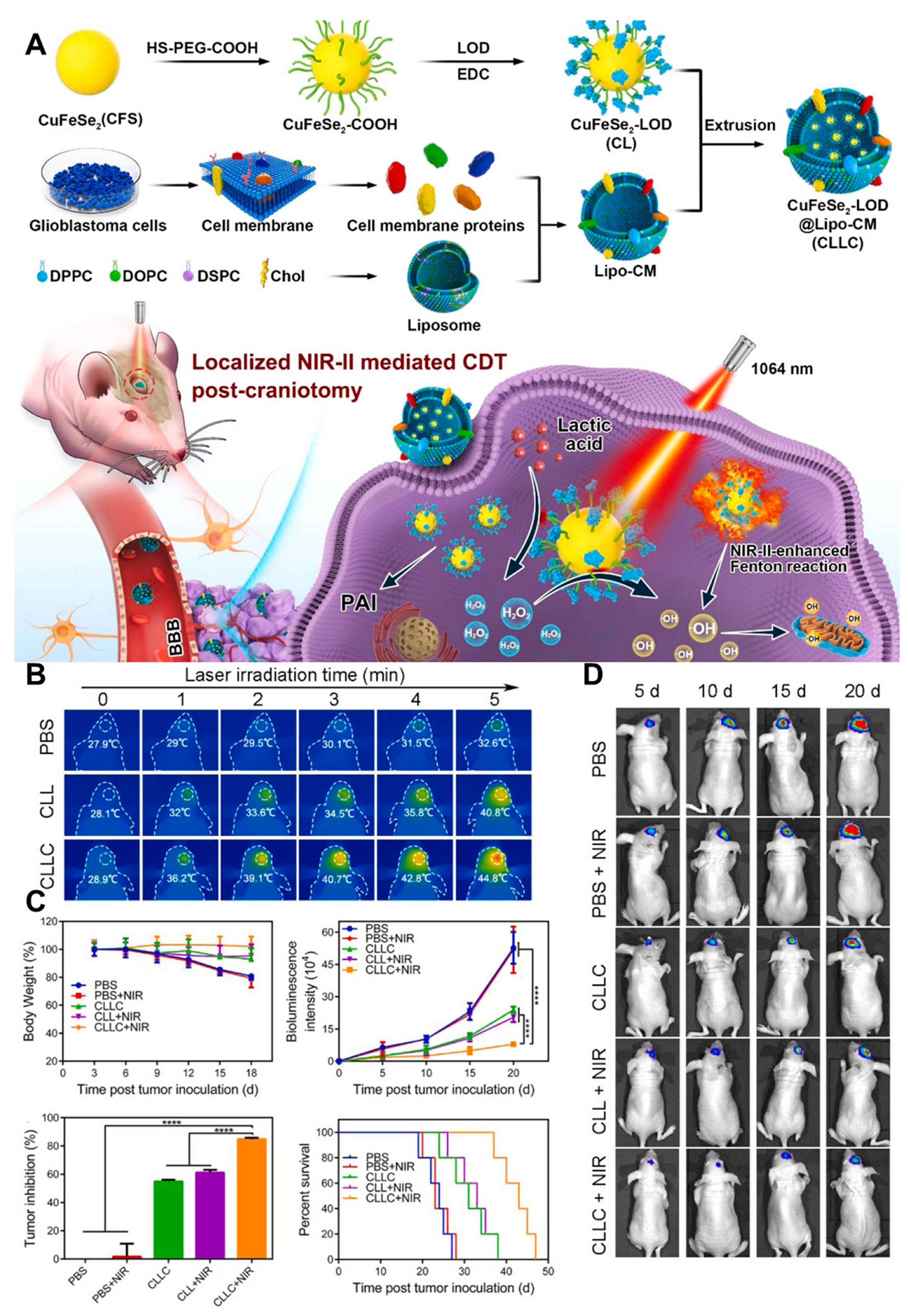 Pharmaceutics 16 00942 g005