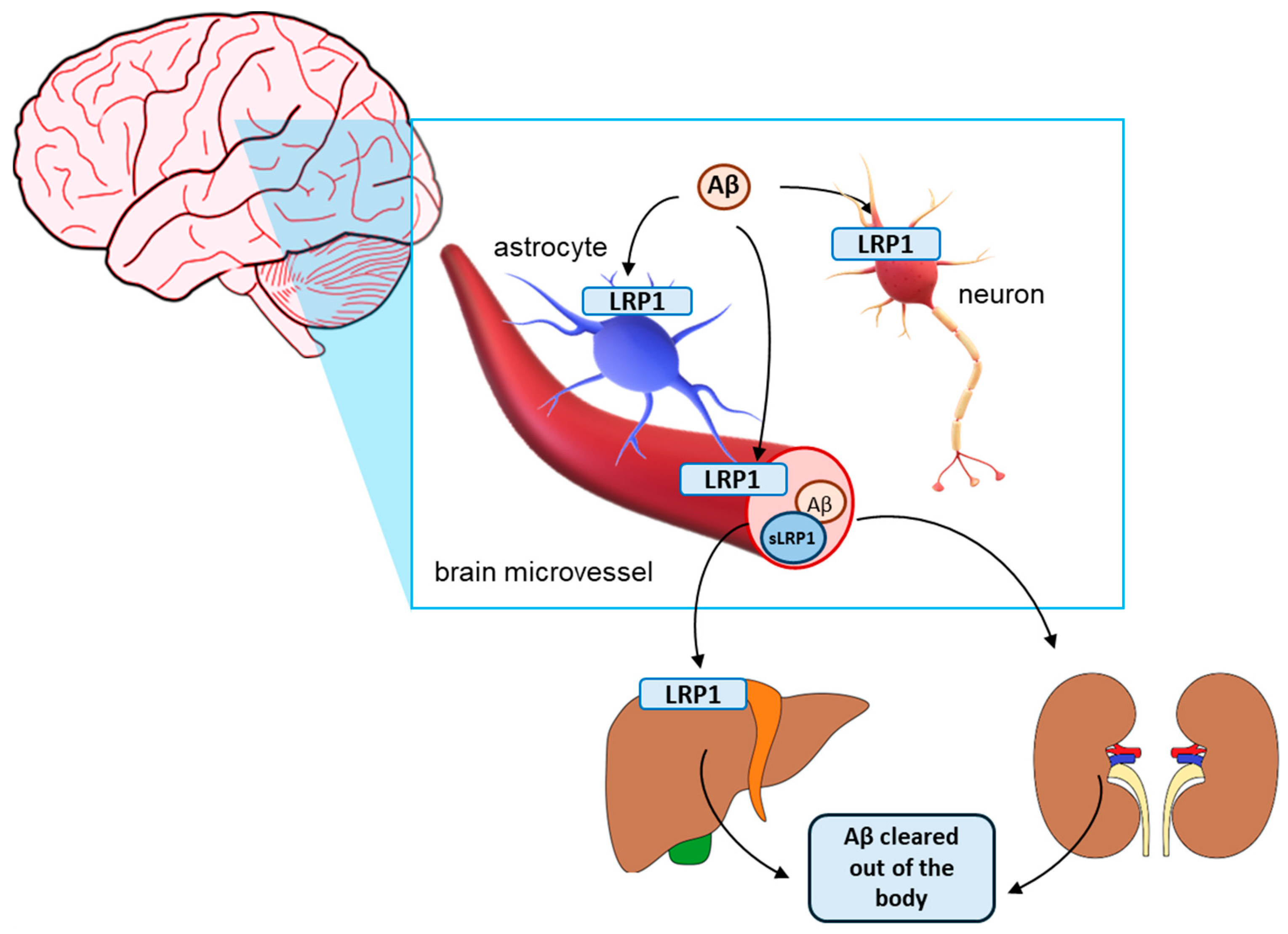 Pharmaceutics 16 00948 g001