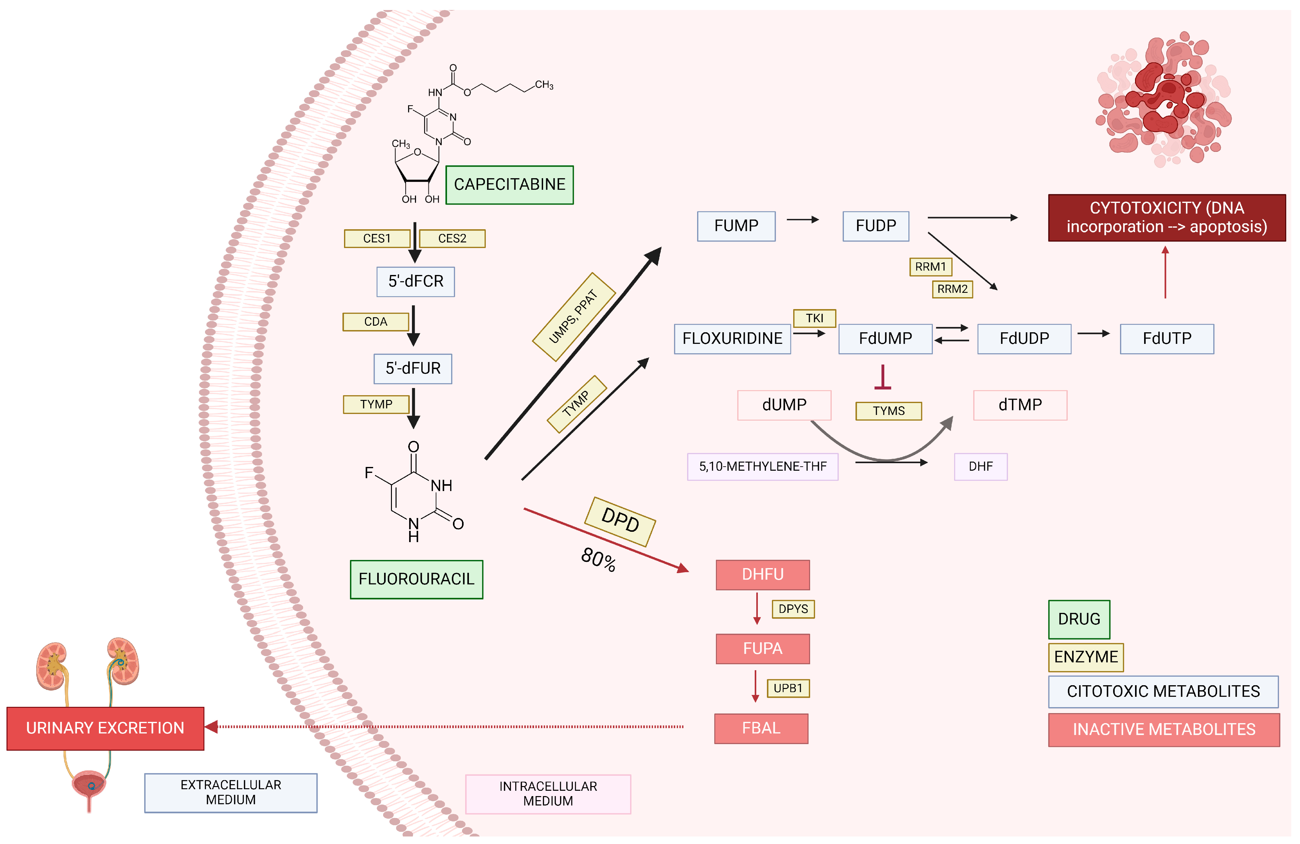 Pharmaceutics 16 00956 g001