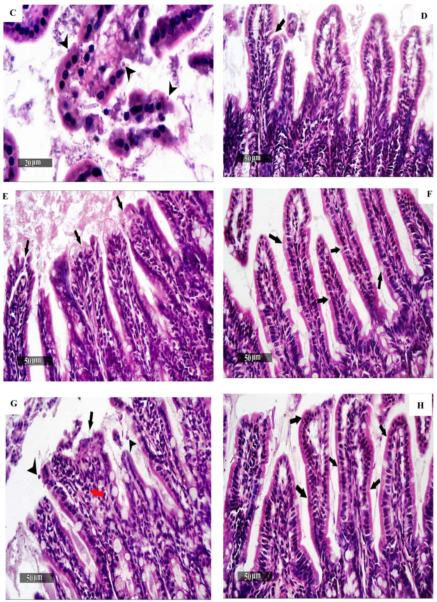 Pharmaceutics 16 00968 g004b