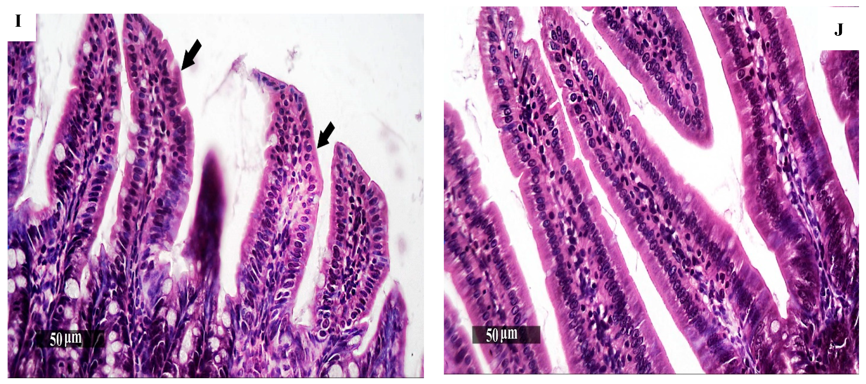 Pharmaceutics 16 00968 g004c