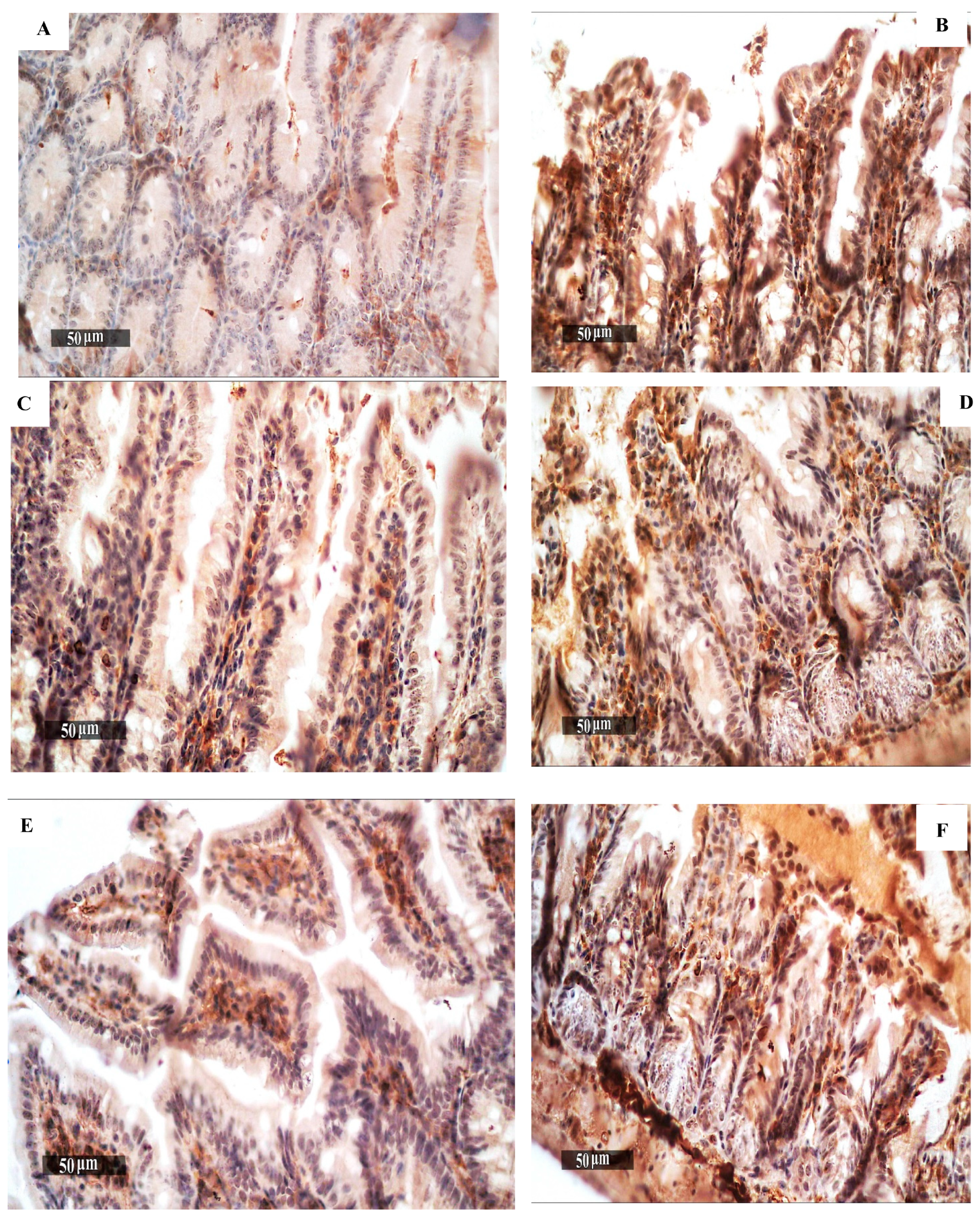 Pharmaceutics 16 00968 g005a