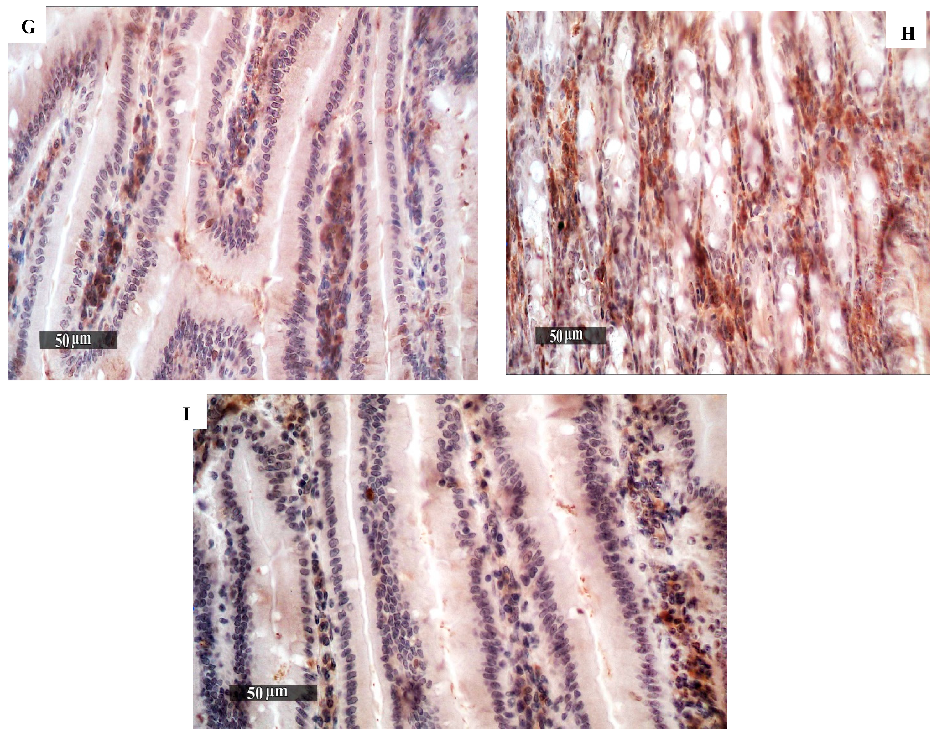 Pharmaceutics 16 00968 g005b