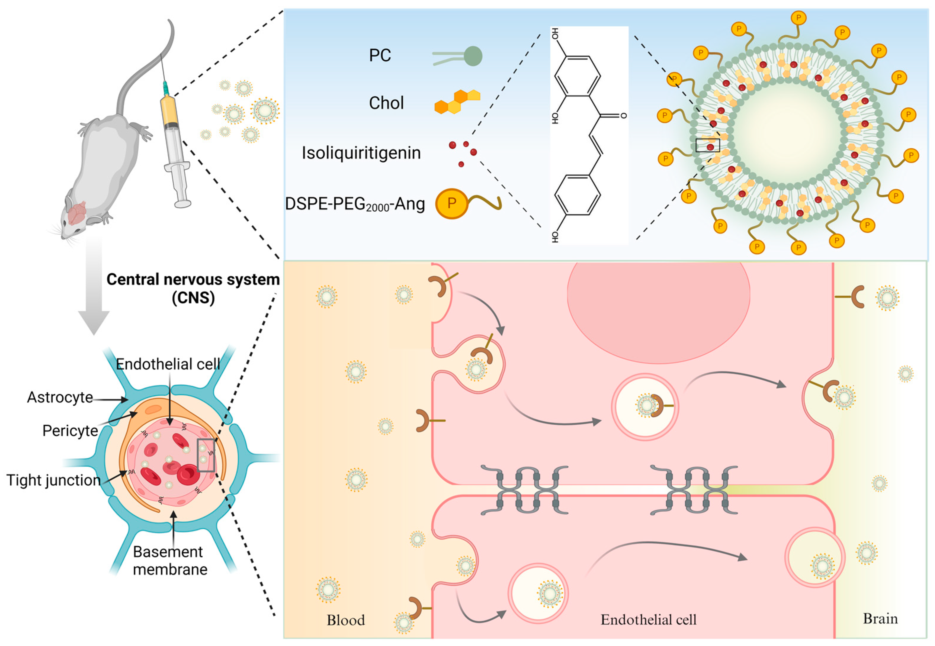 Pharmaceutics 16 00975 g001