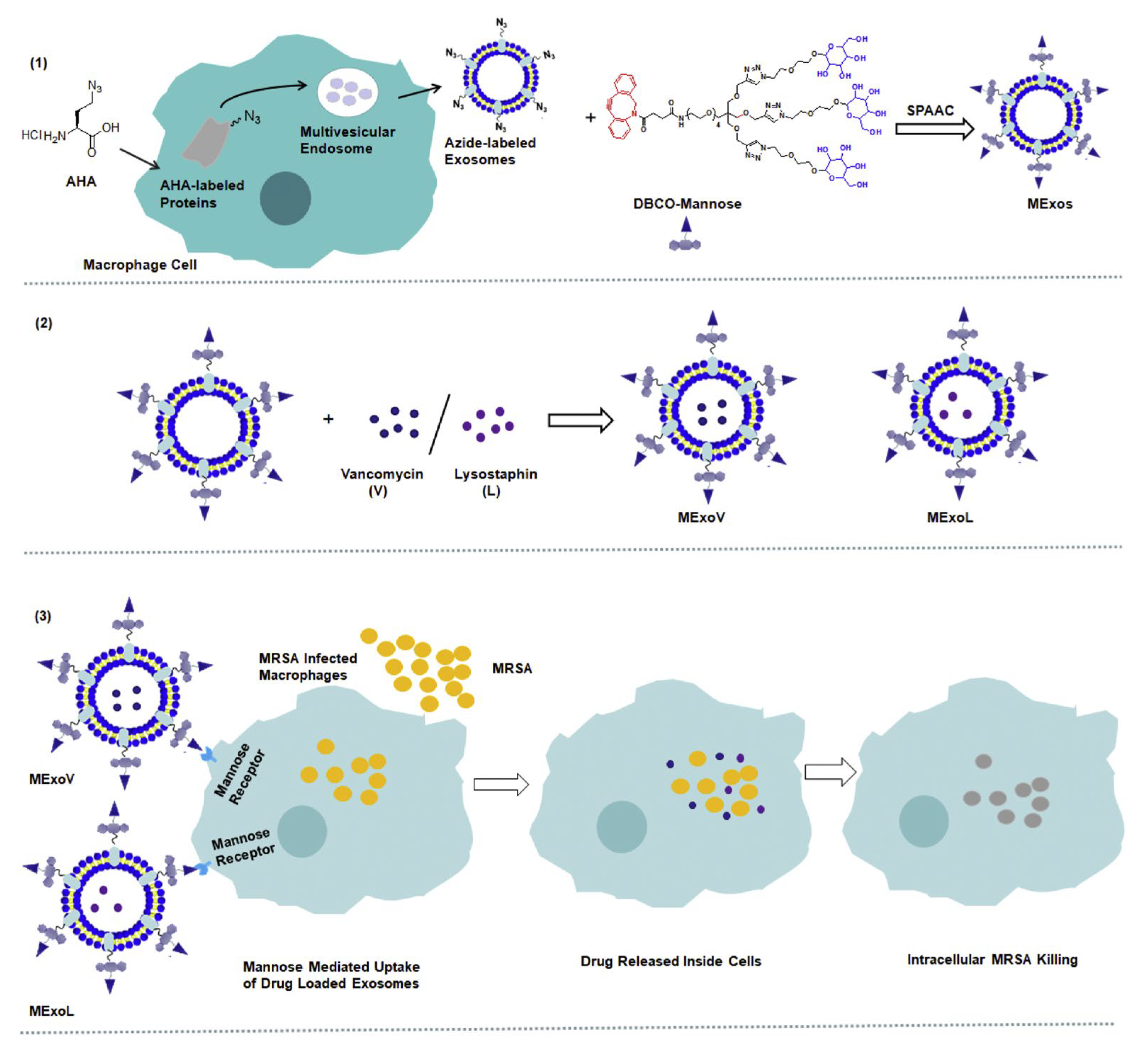 Pharmaceutics 16 00976 g004