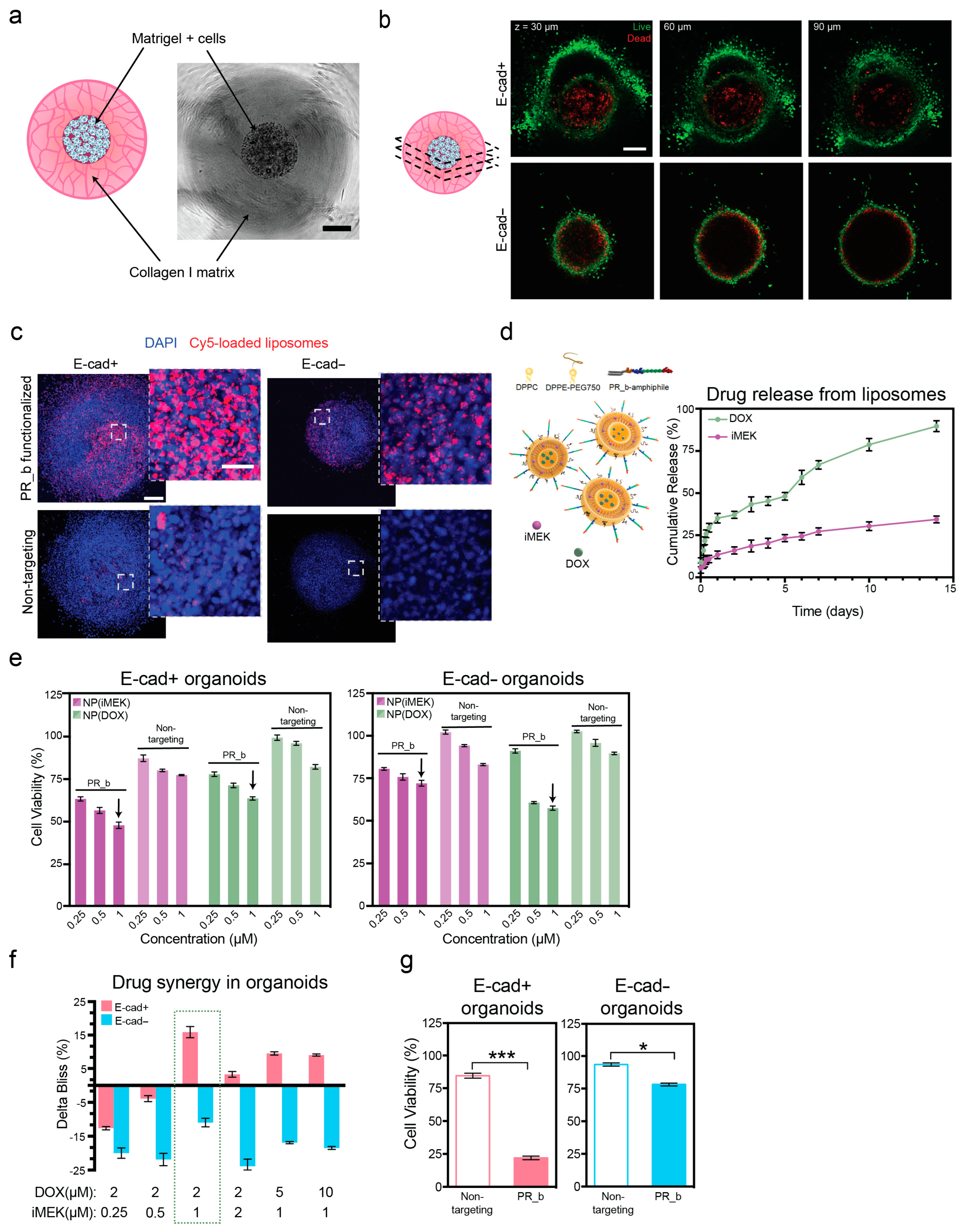 Pharmaceutics 16 00981 g001