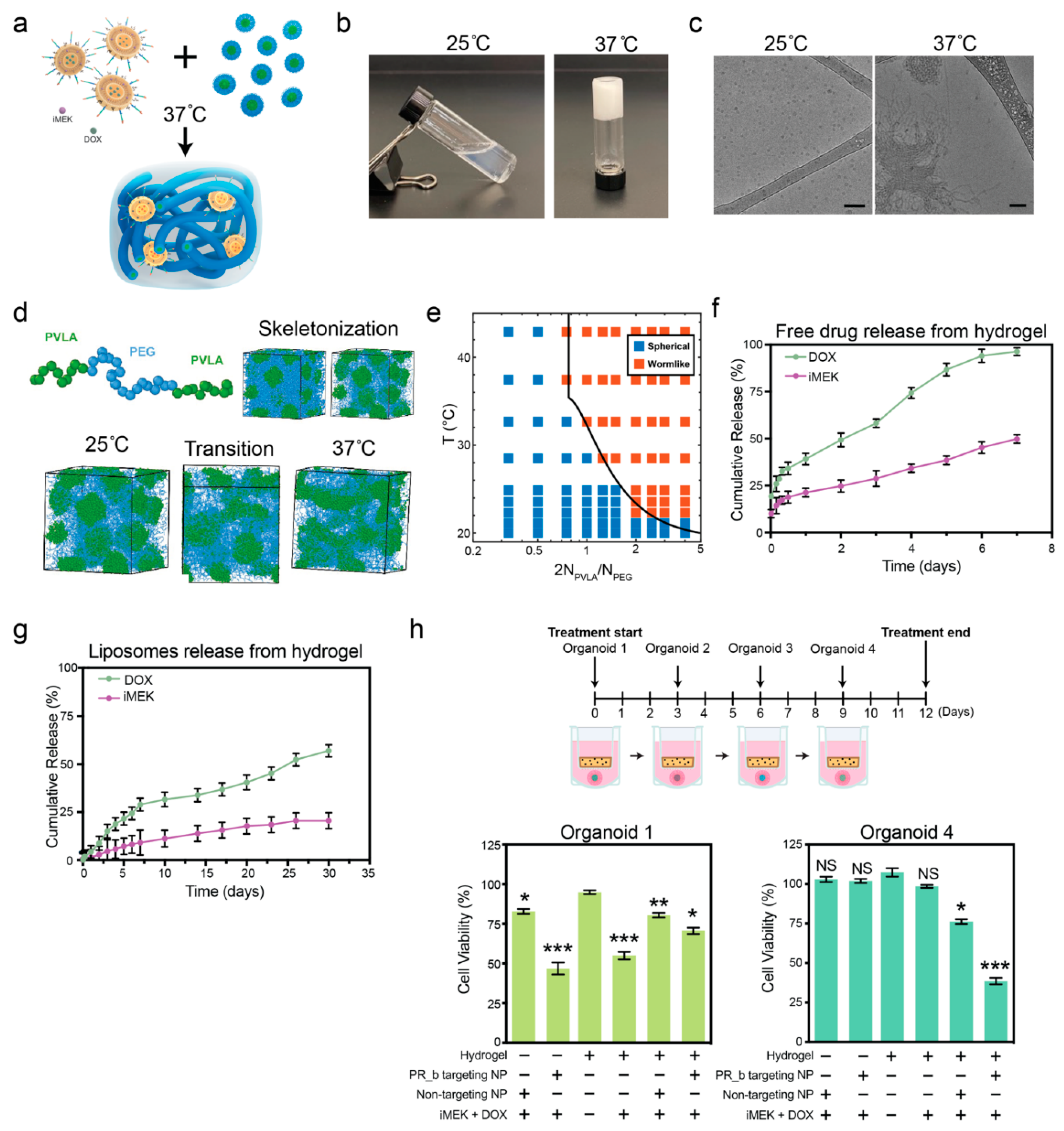 Pharmaceutics 16 00981 g002
