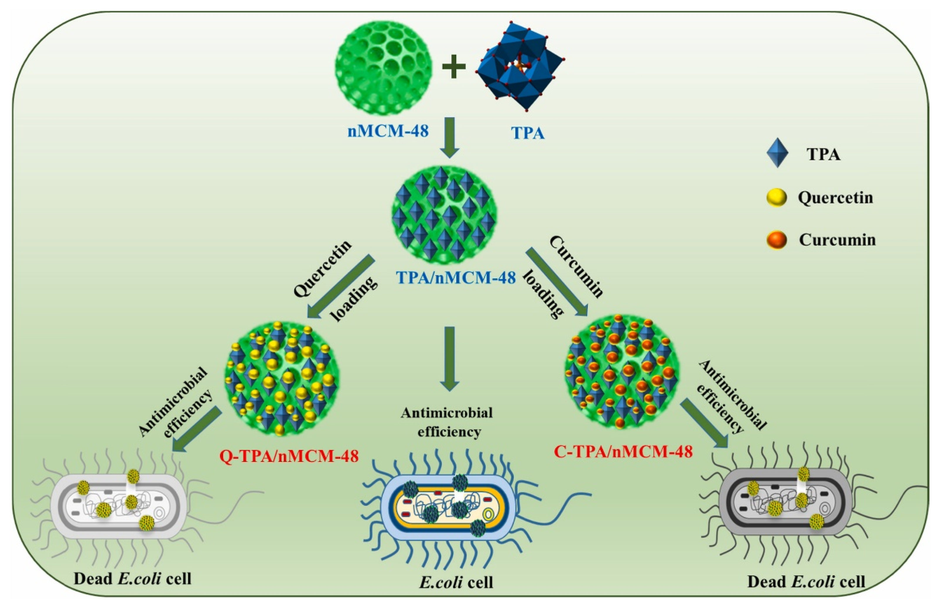 Pharmaceutics 16 01004 g012