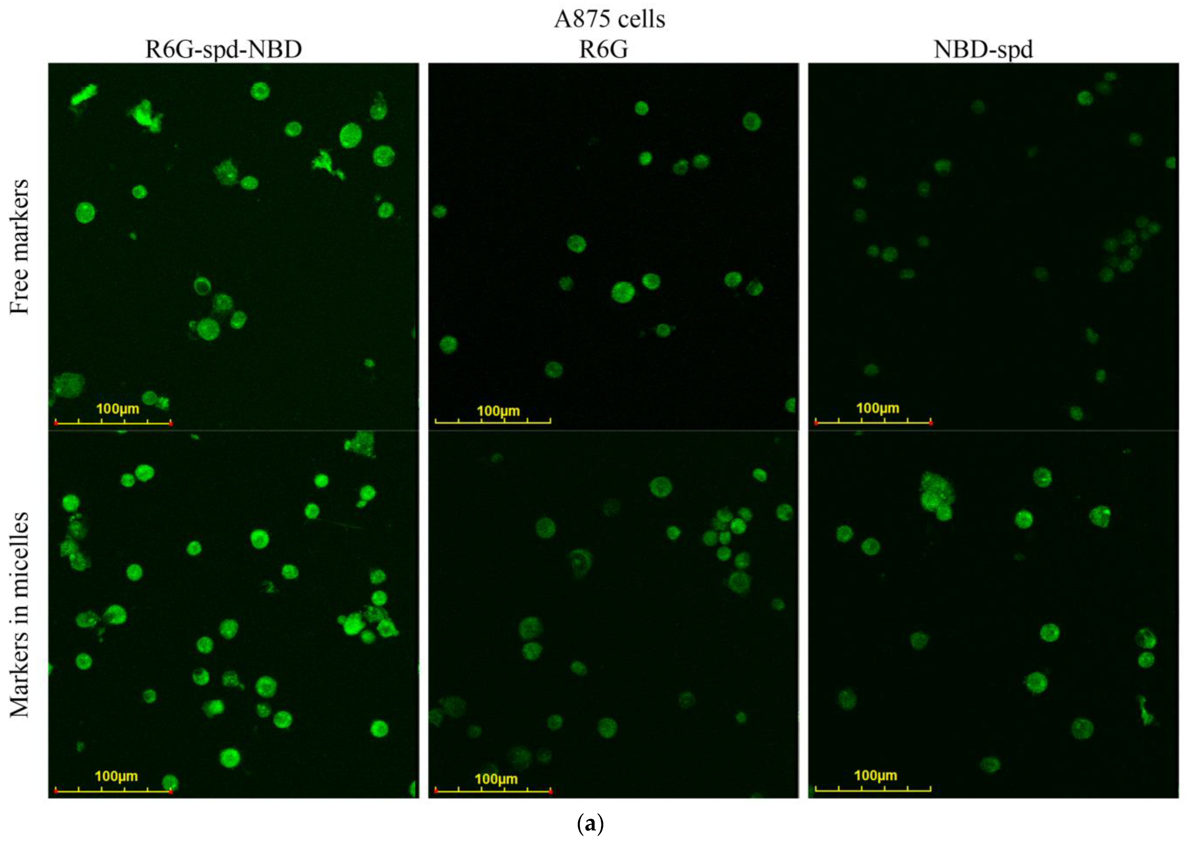 Pharmaceutics 16 01007 g006a Pharmaceutics 16 01007 g006a