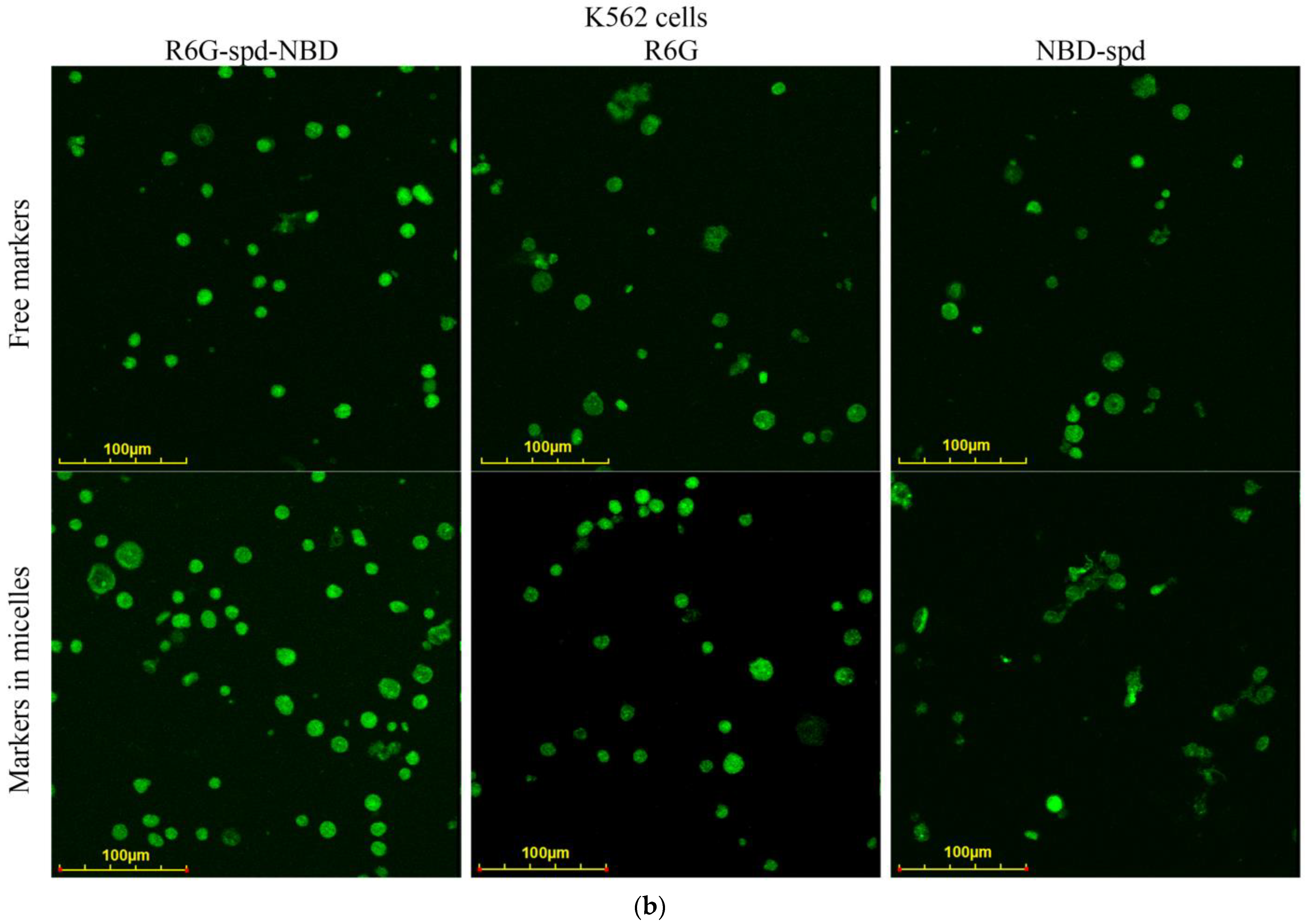 Pharmaceutics 16 01007 g006b Pharmaceutics 16 01007 g006b