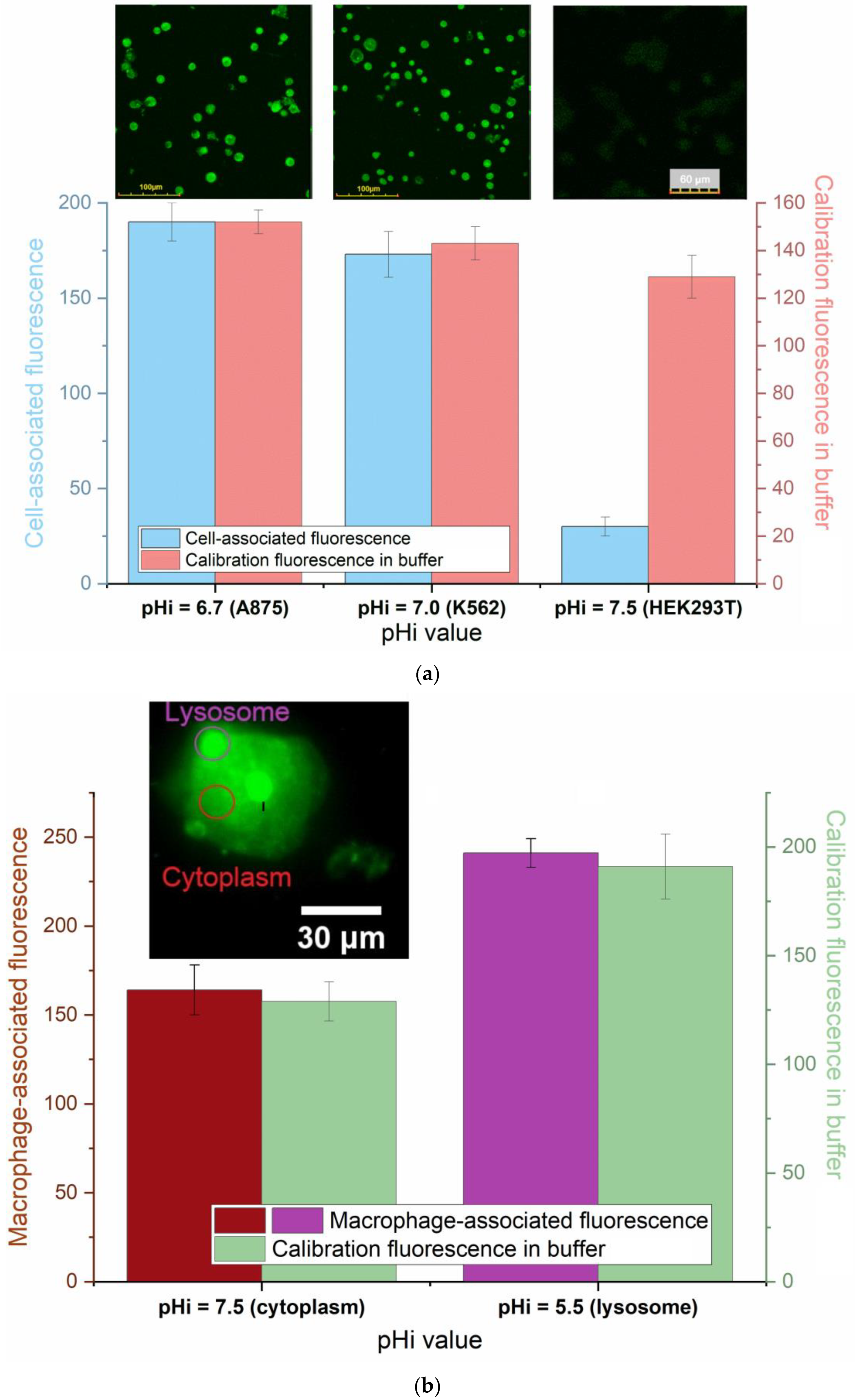 Pharmaceutics 16 01007 g007 Pharmaceutics 16 01007 g007