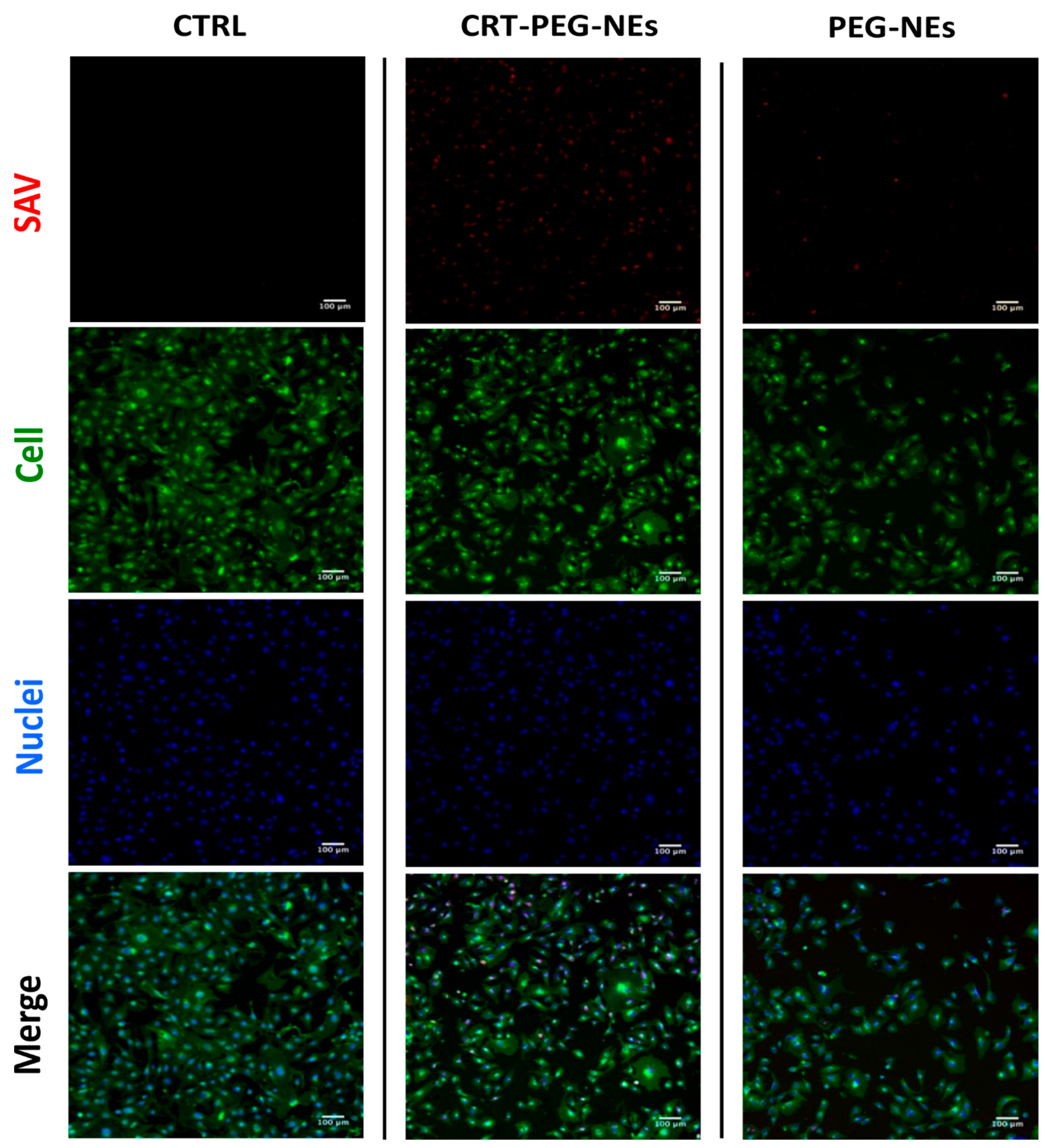 Pharmaceutics 16 01010 g008