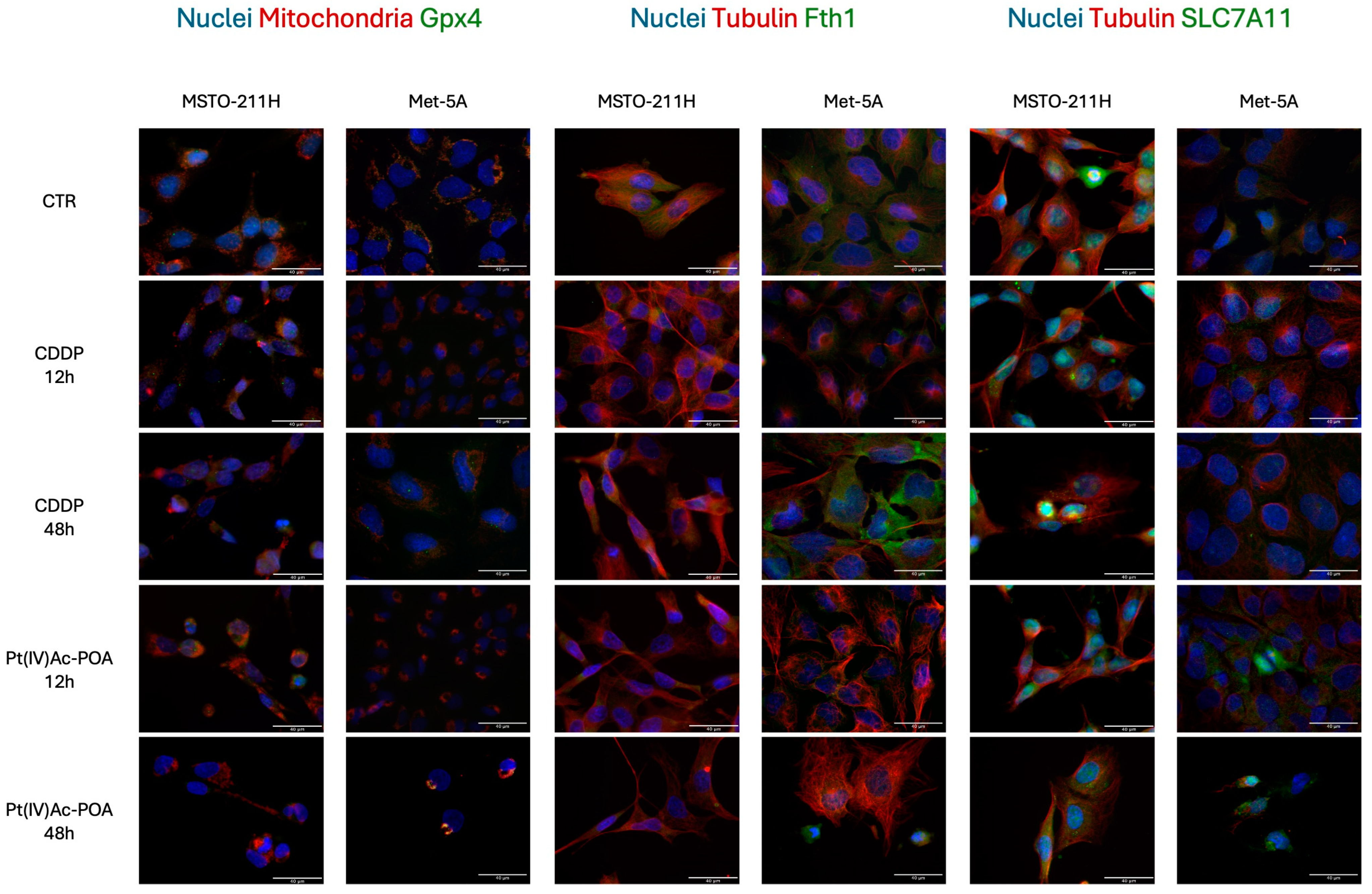 Pharmaceutics 16 01015 g007 Pharmaceutics 16 01015 g007