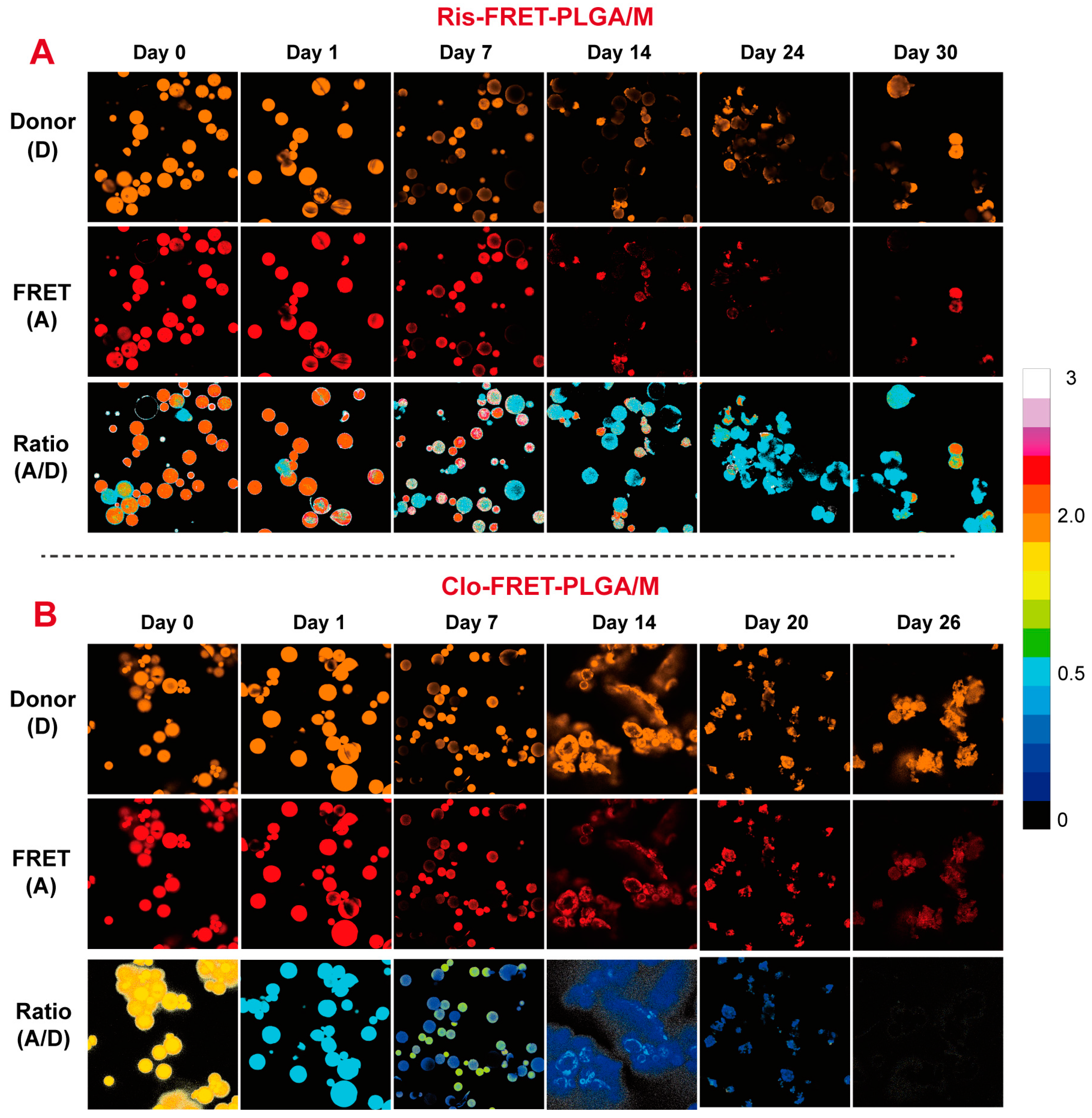 Pharmaceutics 16 01019 g007