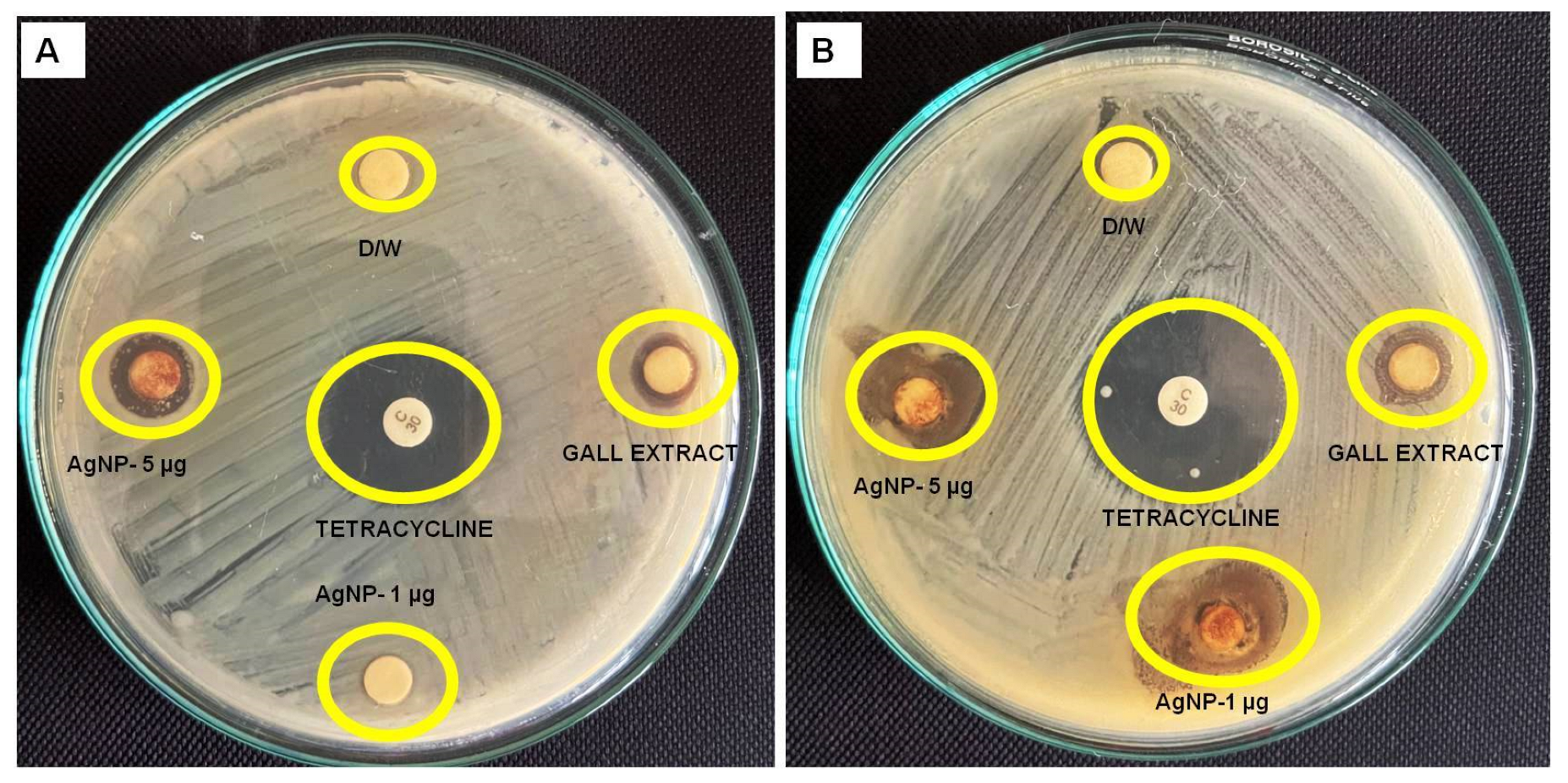 Pharmaceutics 16 01025 g009